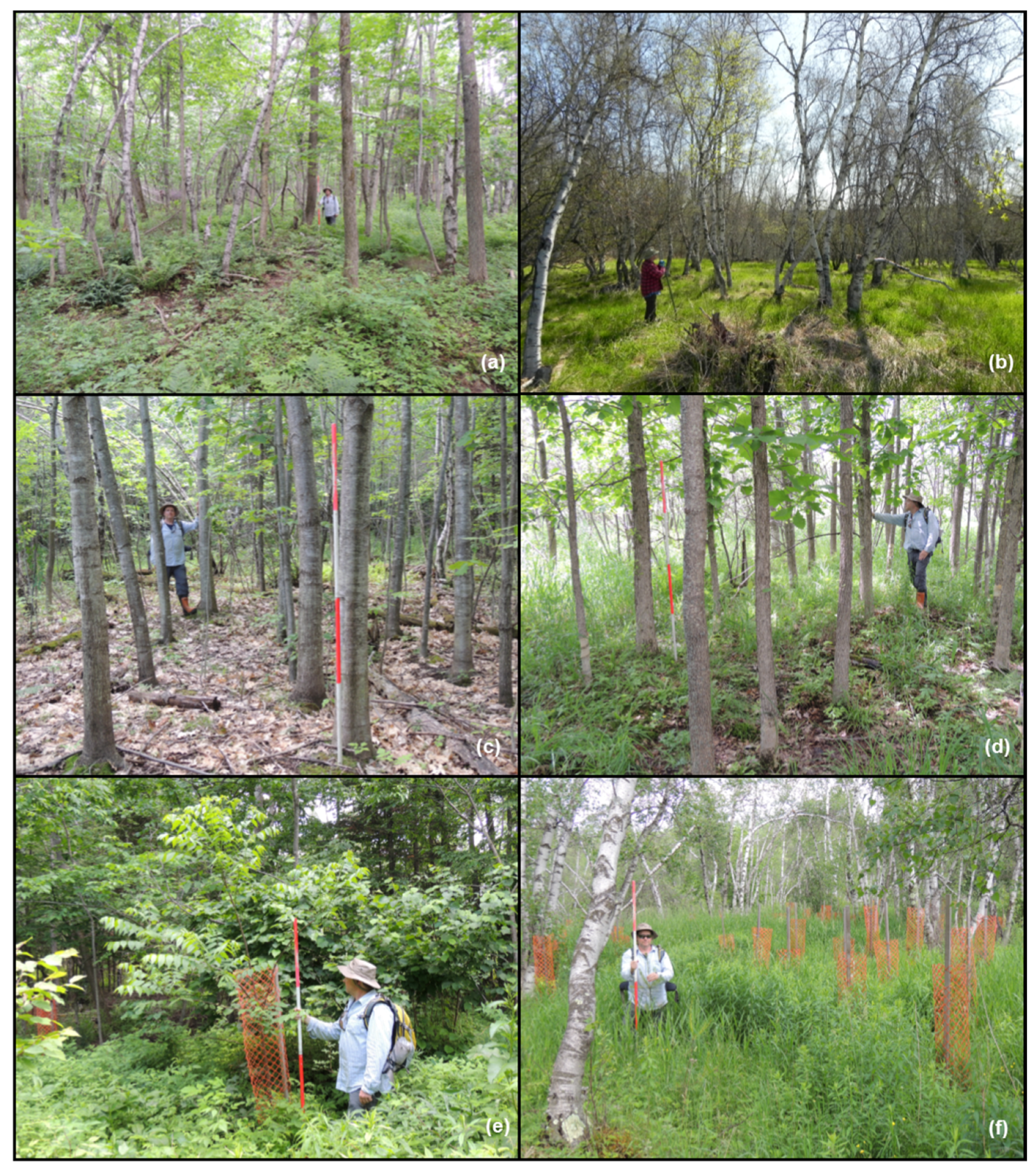 Forests 06 03614 g006