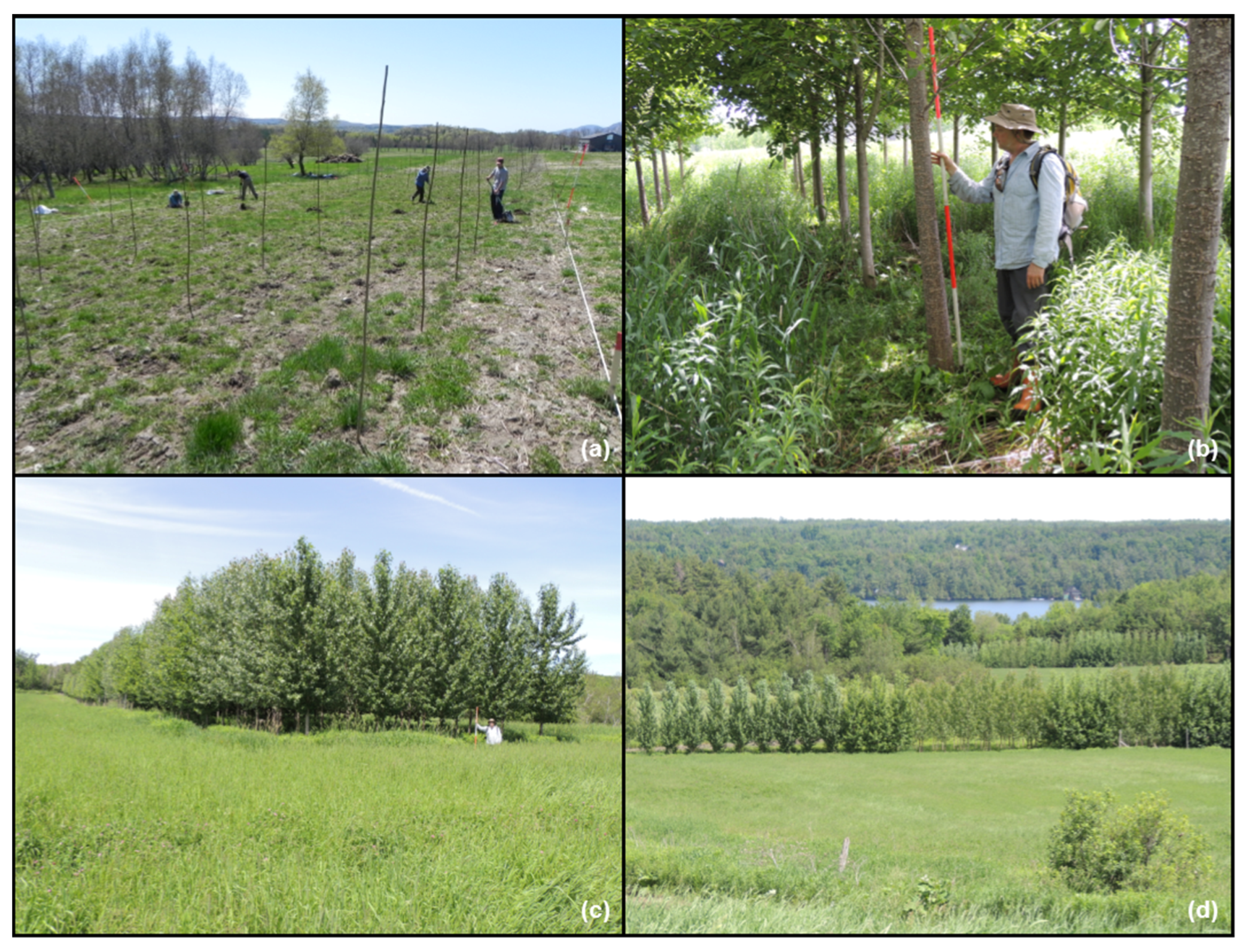 Forests 06 03614 g007