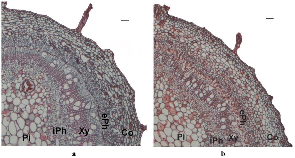 Forests 06 03763 g001 1024