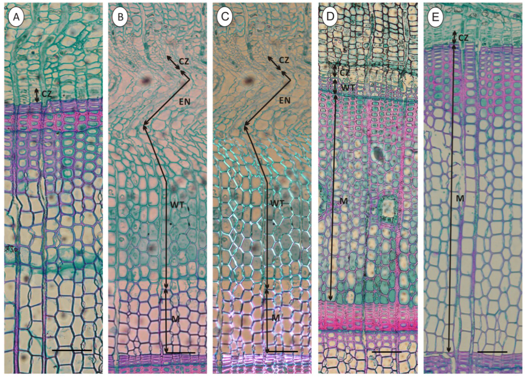 Forests 06 03809 g003 1024