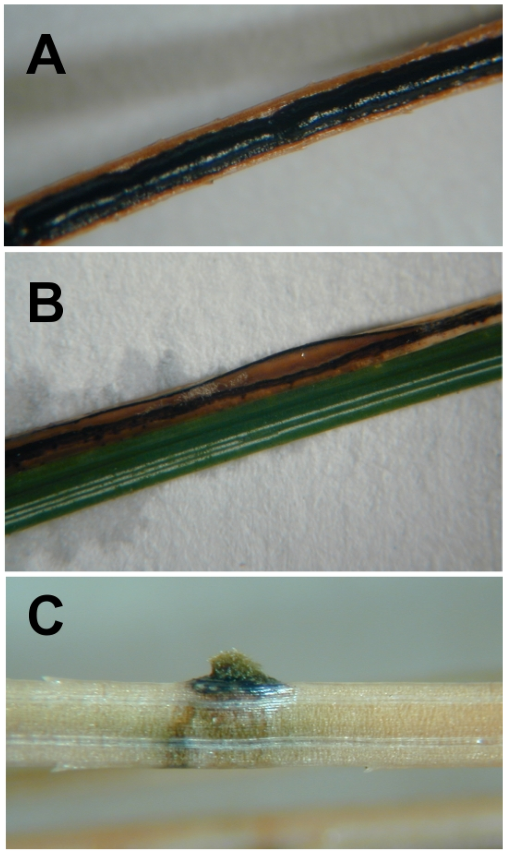 Forests 06 04088 g002 1024