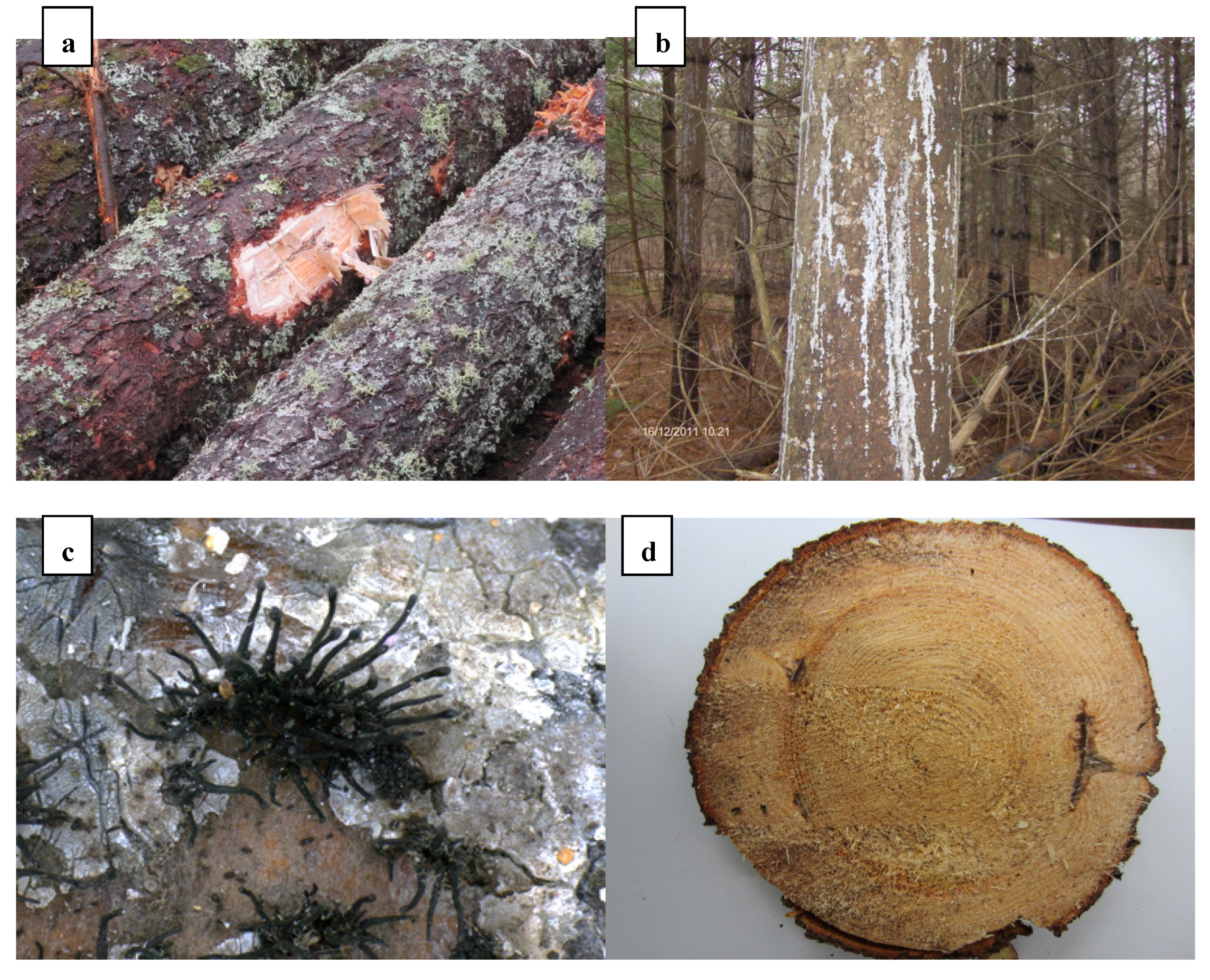 Forests 06 04360 g001