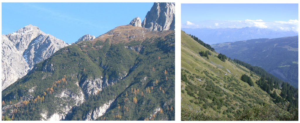 Forests 06 04386 g011 1024