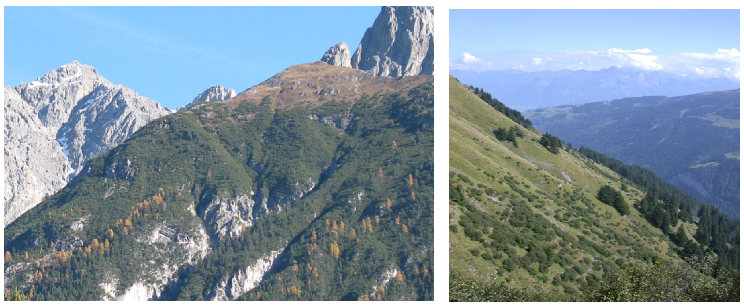 Forests 06 04386 g011