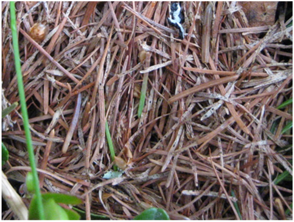 Forests 07 00025 g004 1024