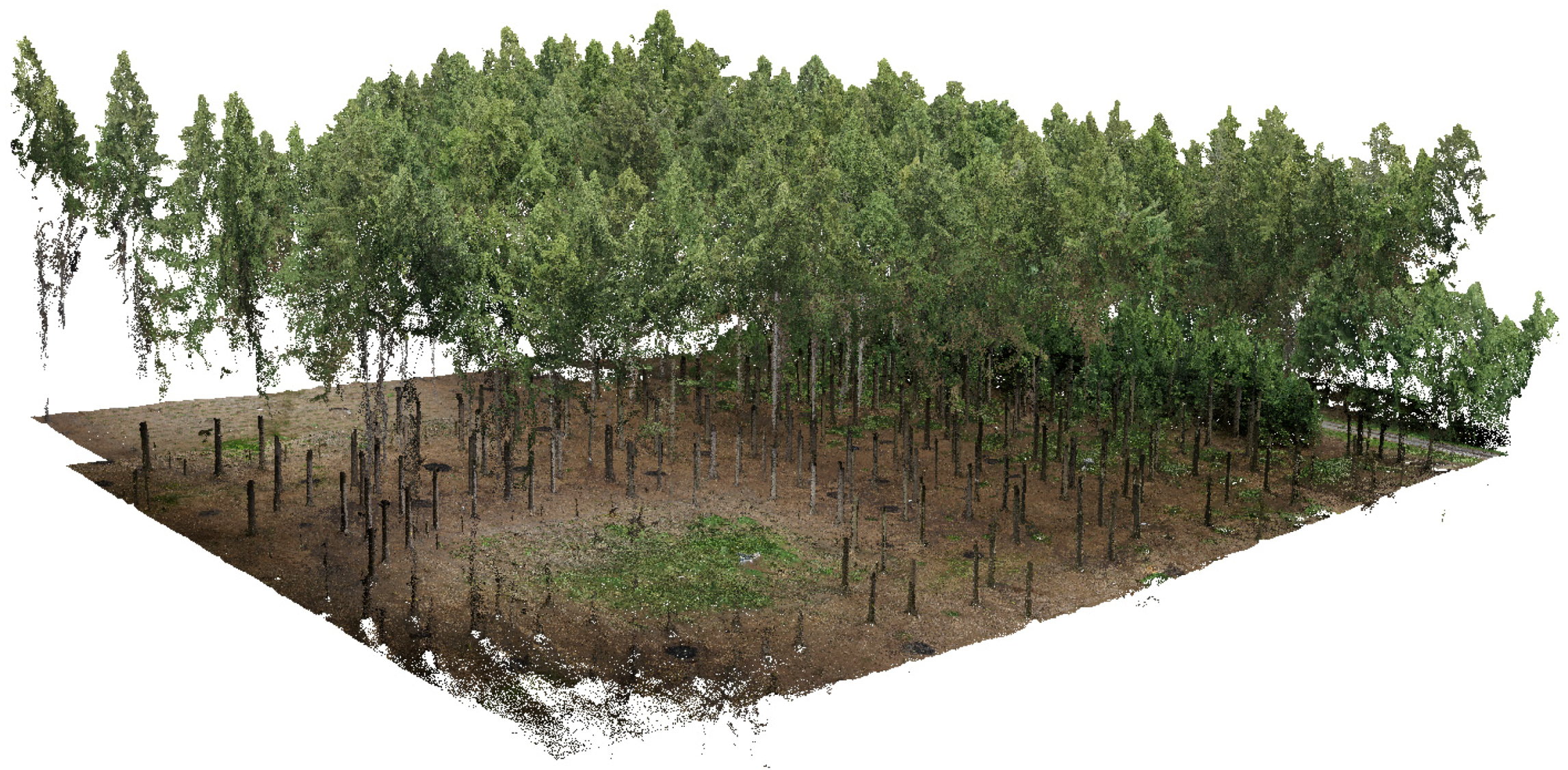 Forests 07 00165 g006