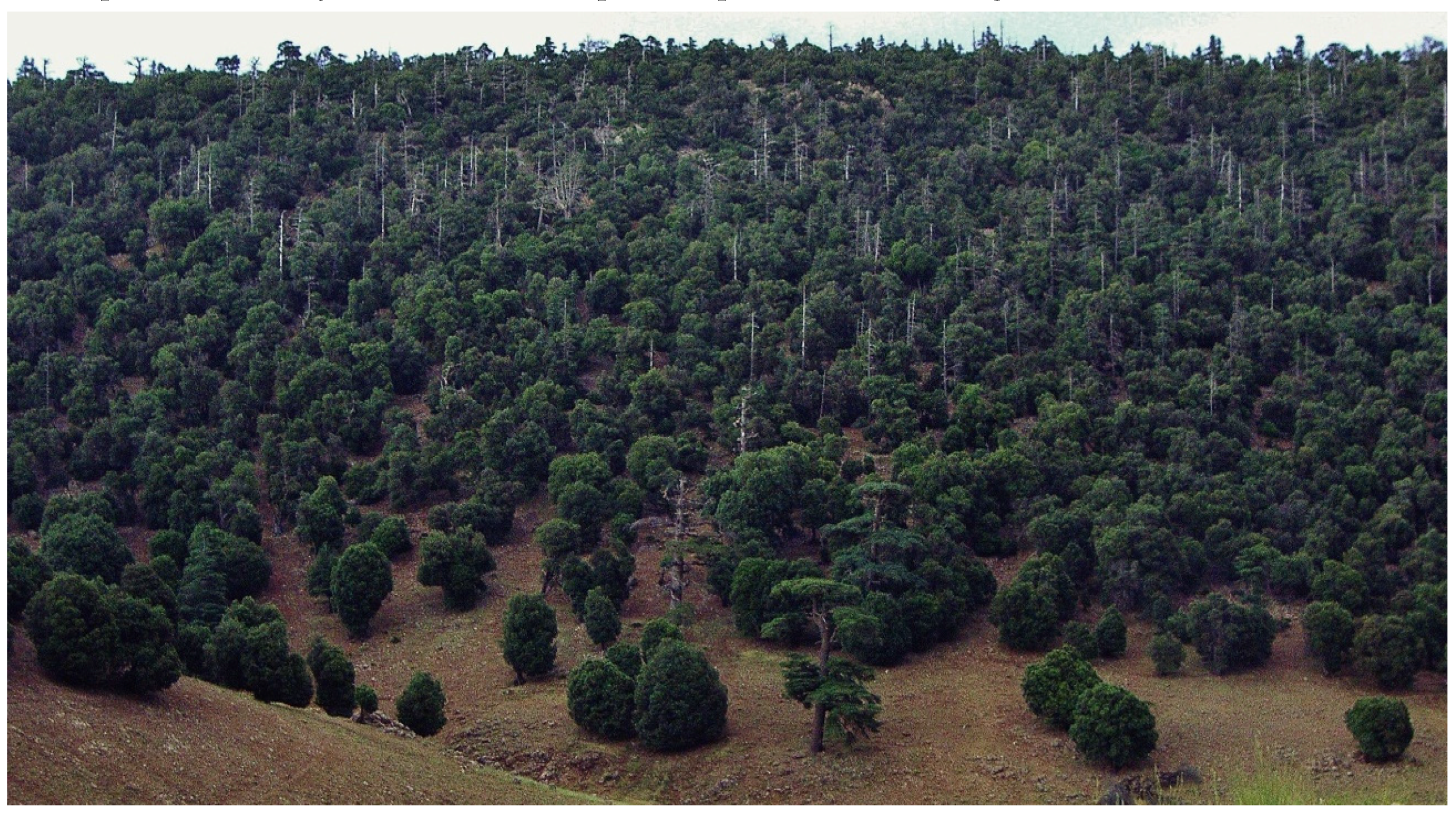 Forests 07 00172 g002