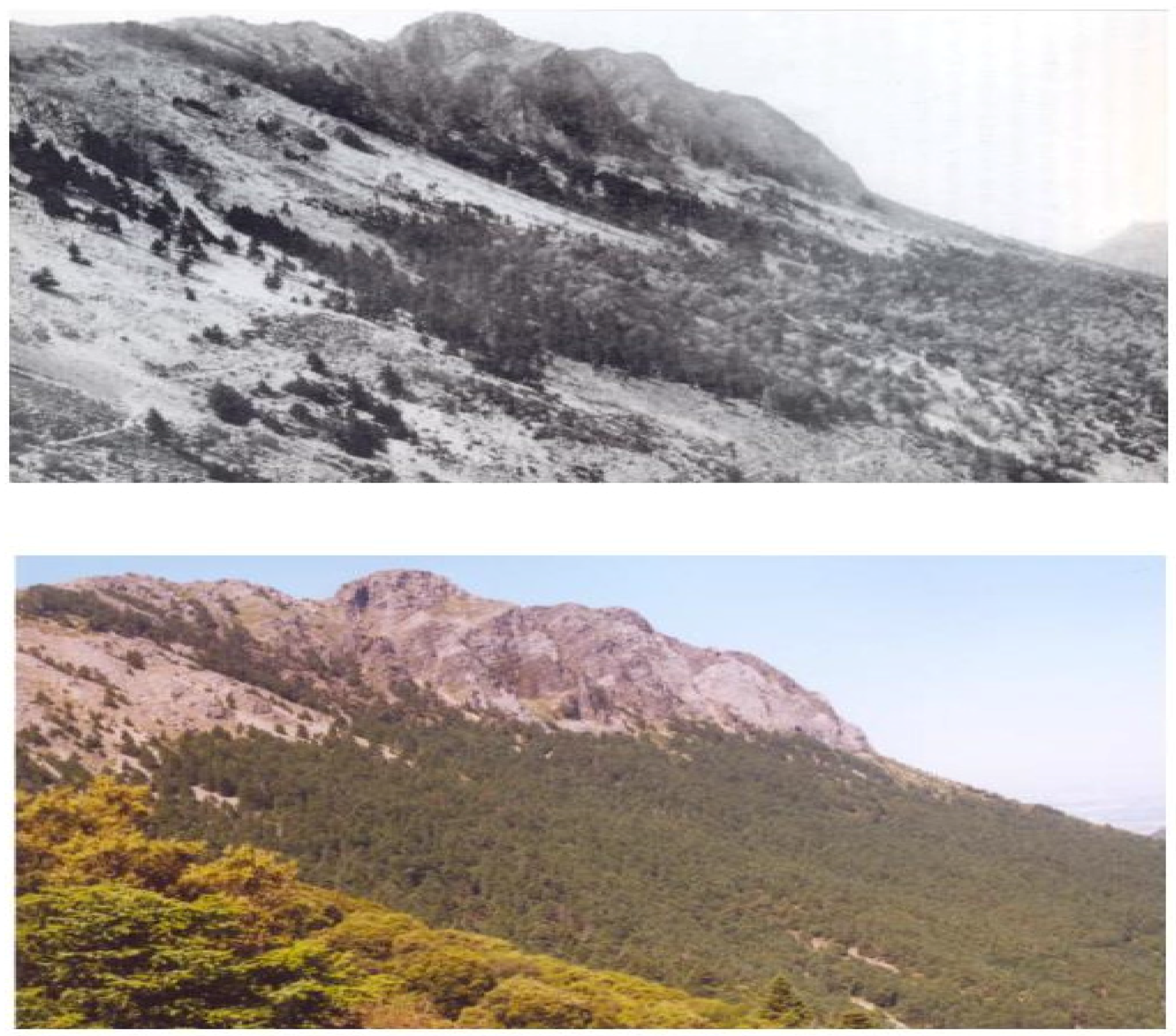 Forests 07 00172 g003