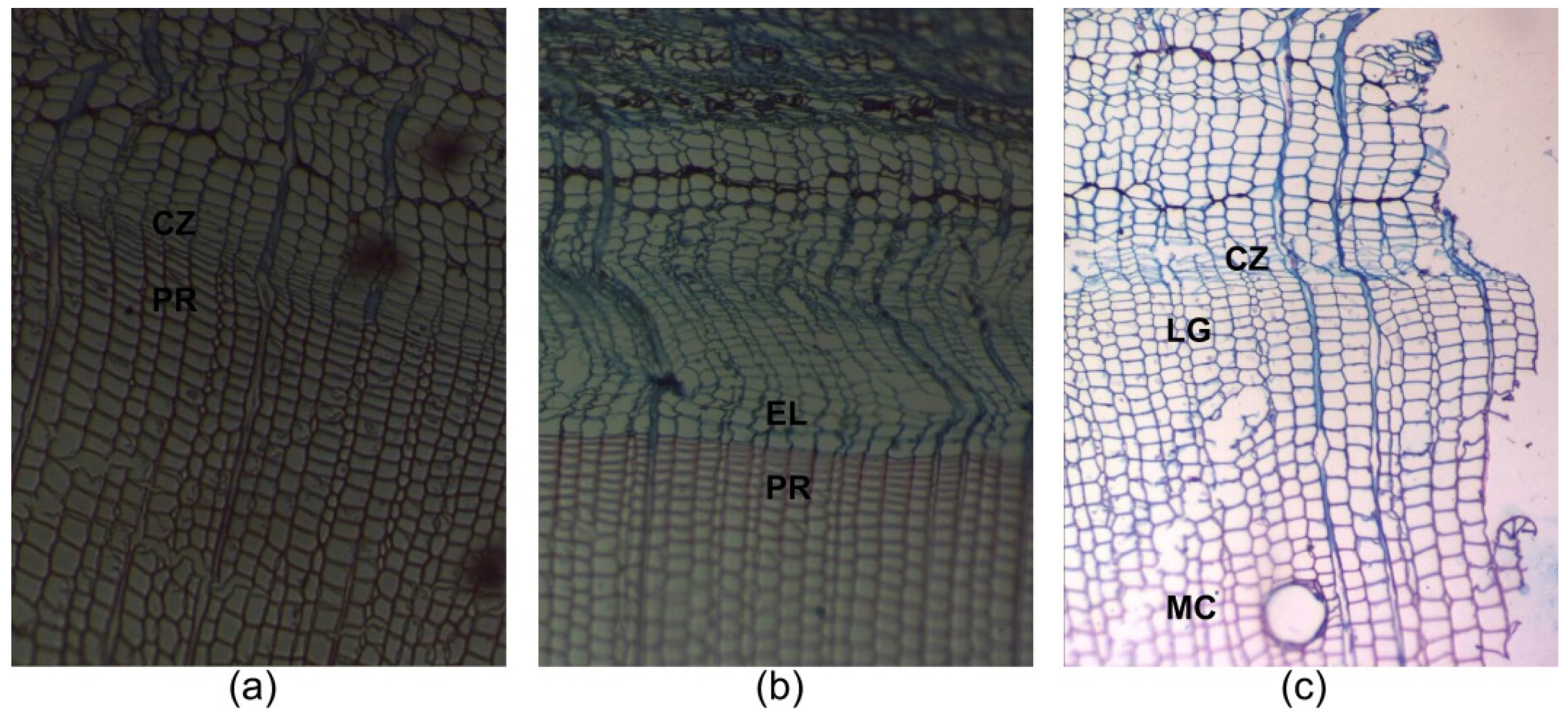 Forests 07 00210 g007