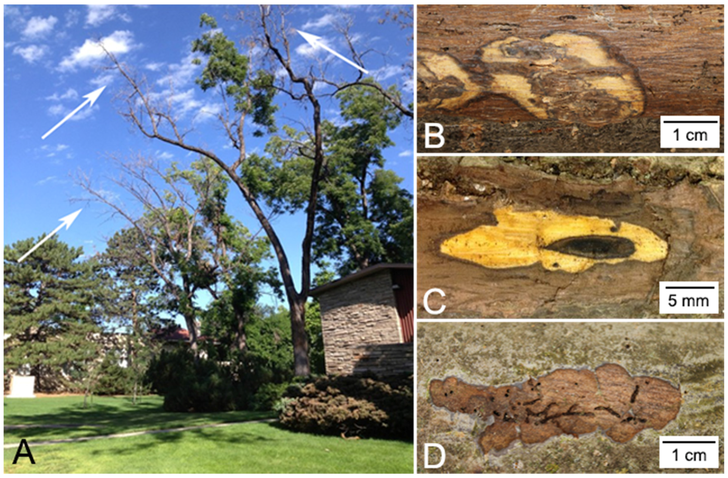 Forests 07 00260 g001