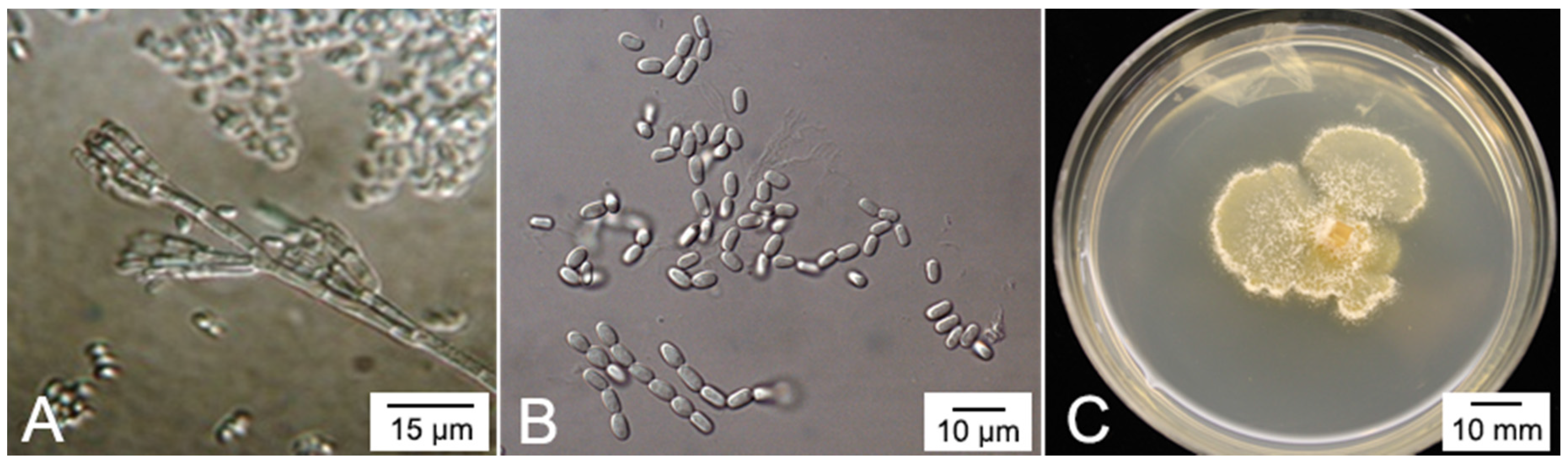 Forests 07 00260 g002