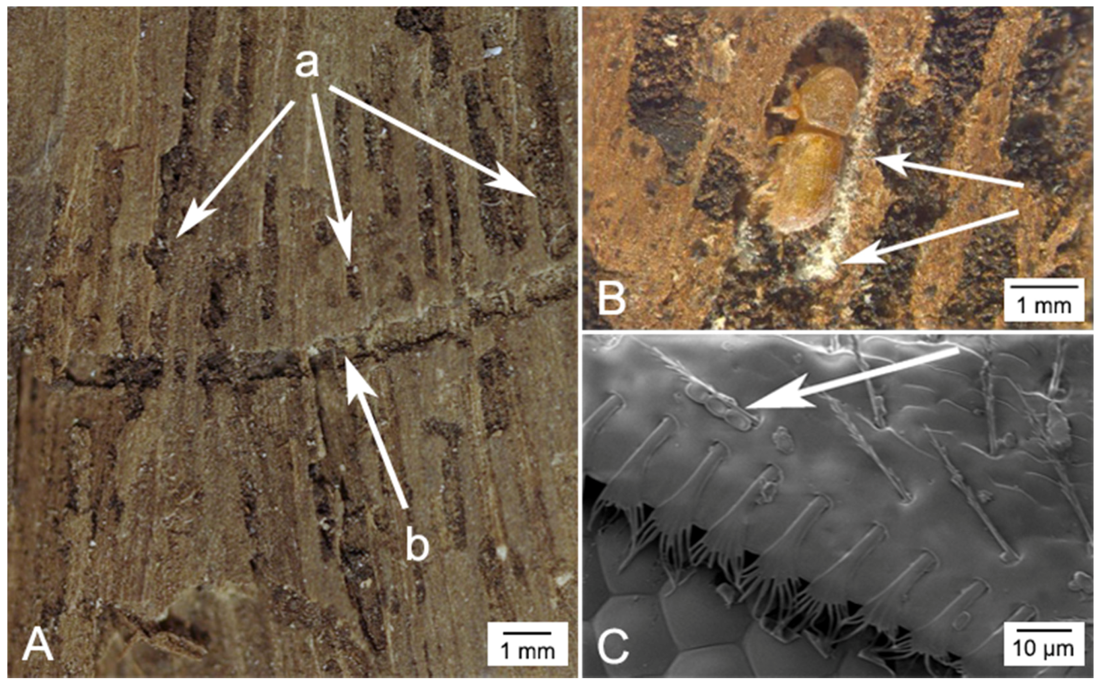 Forests 07 00260 g003