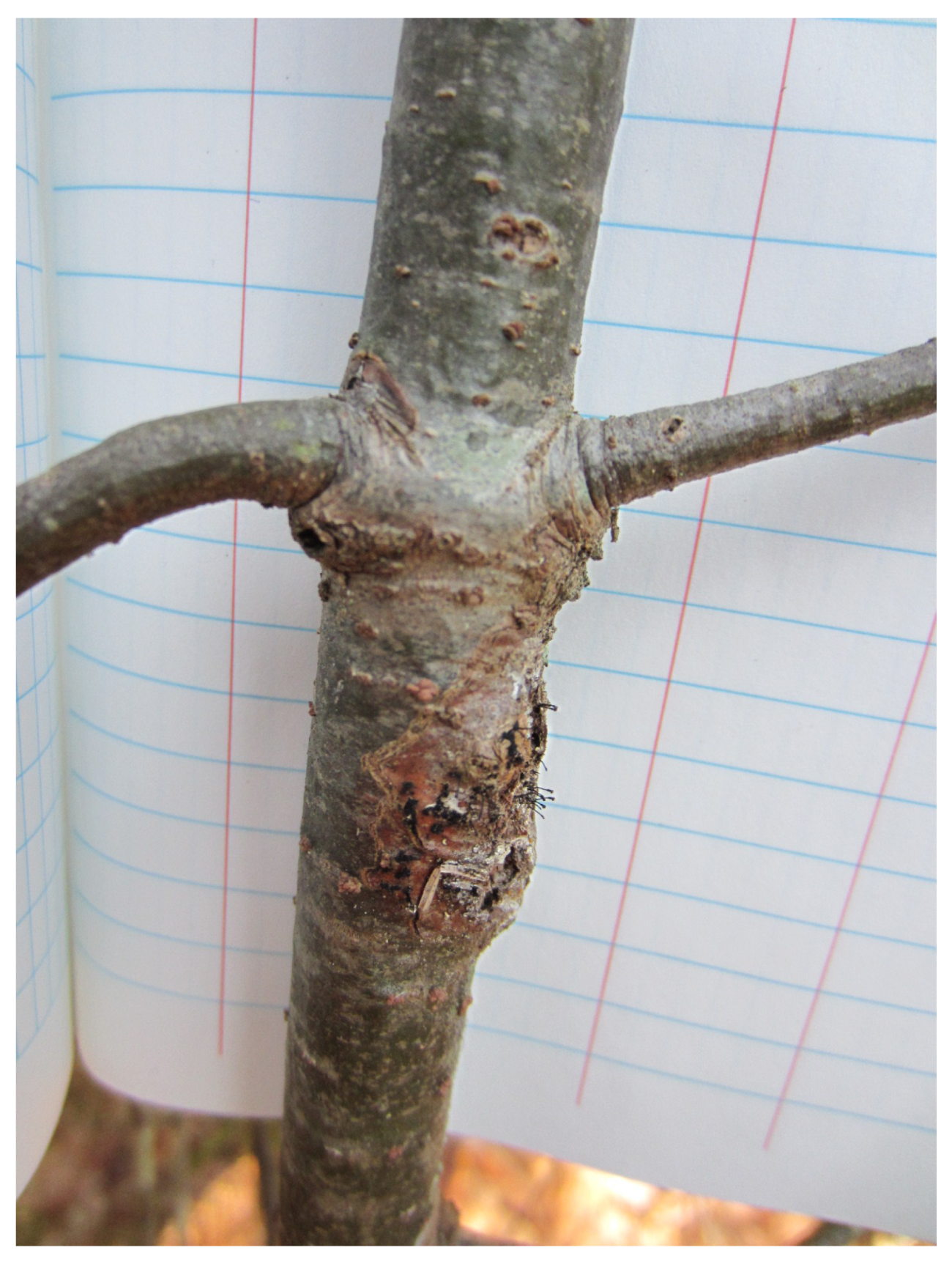 Forests 07 00269 g001