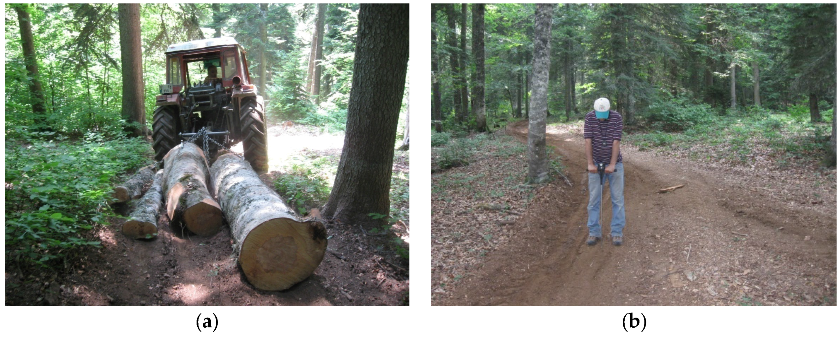 Forests 07 00306 g001