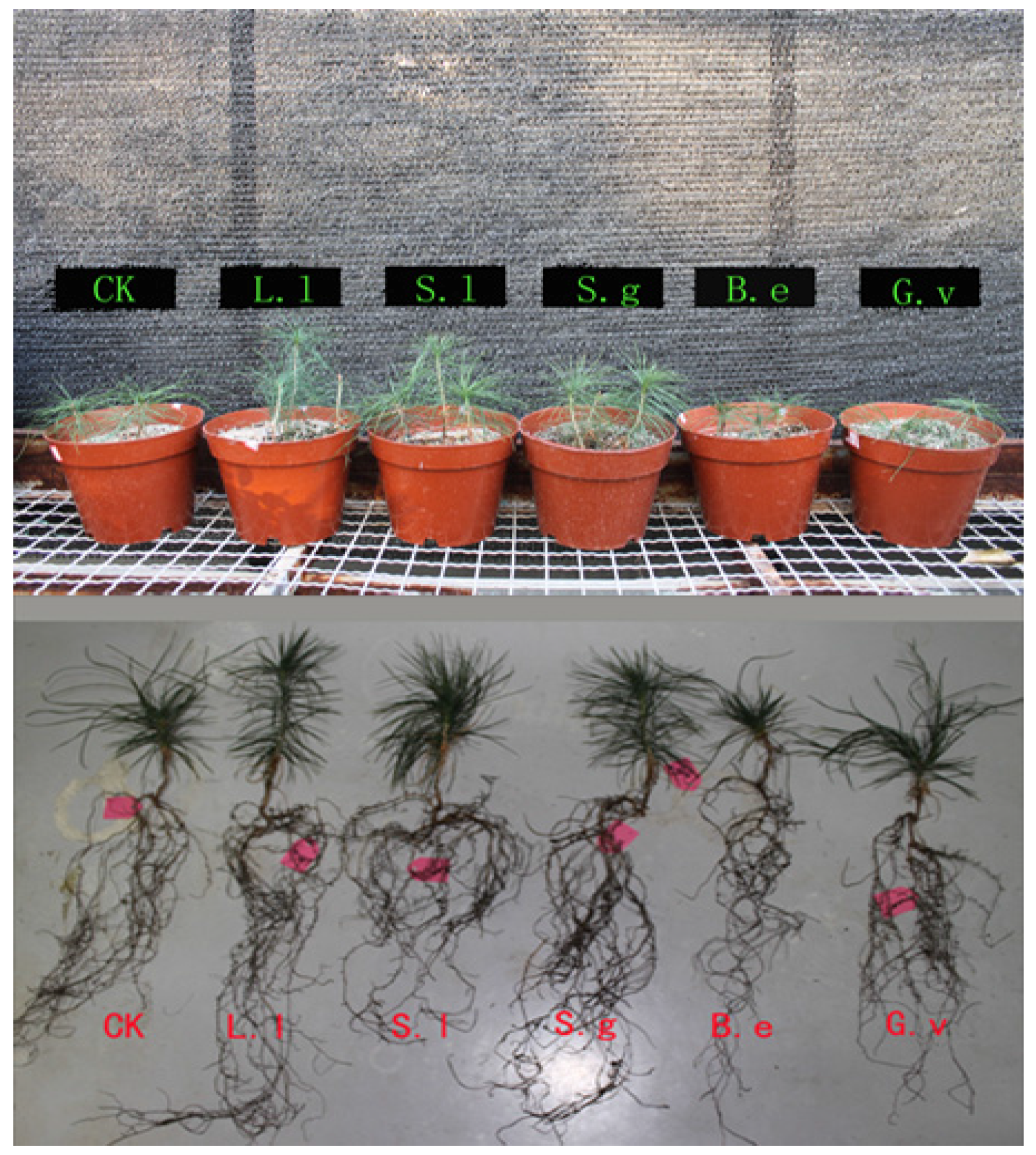 Forests 07 00316 g003