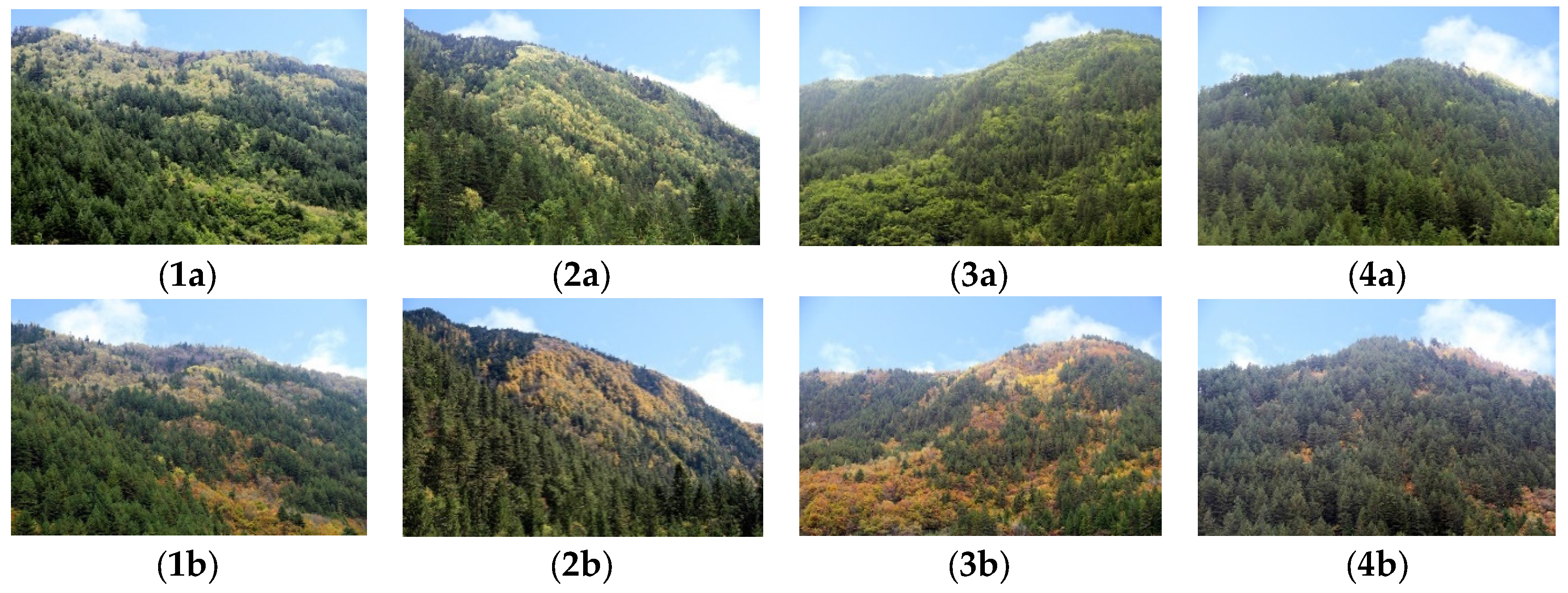 Forests 08 00063 g001