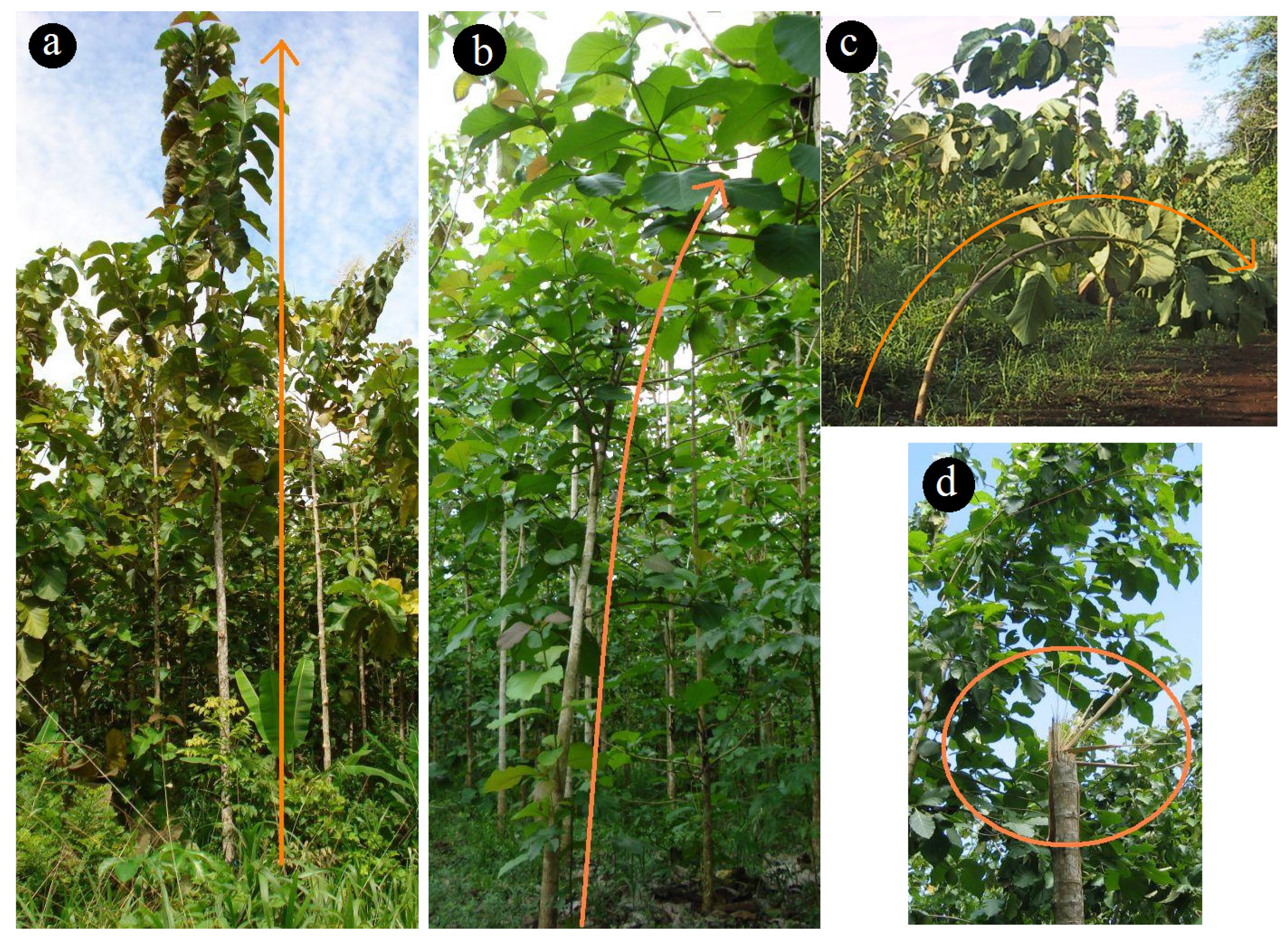 Forests 08 00079 g002