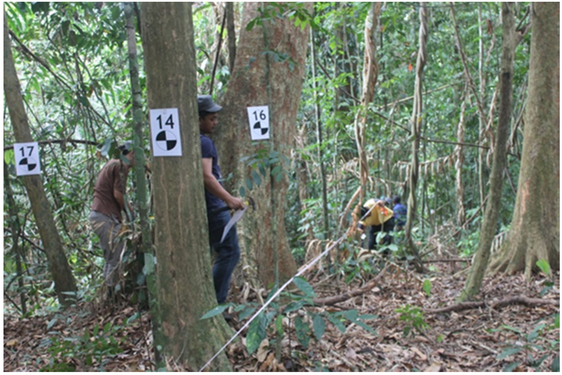 Forests 08 00086 g003