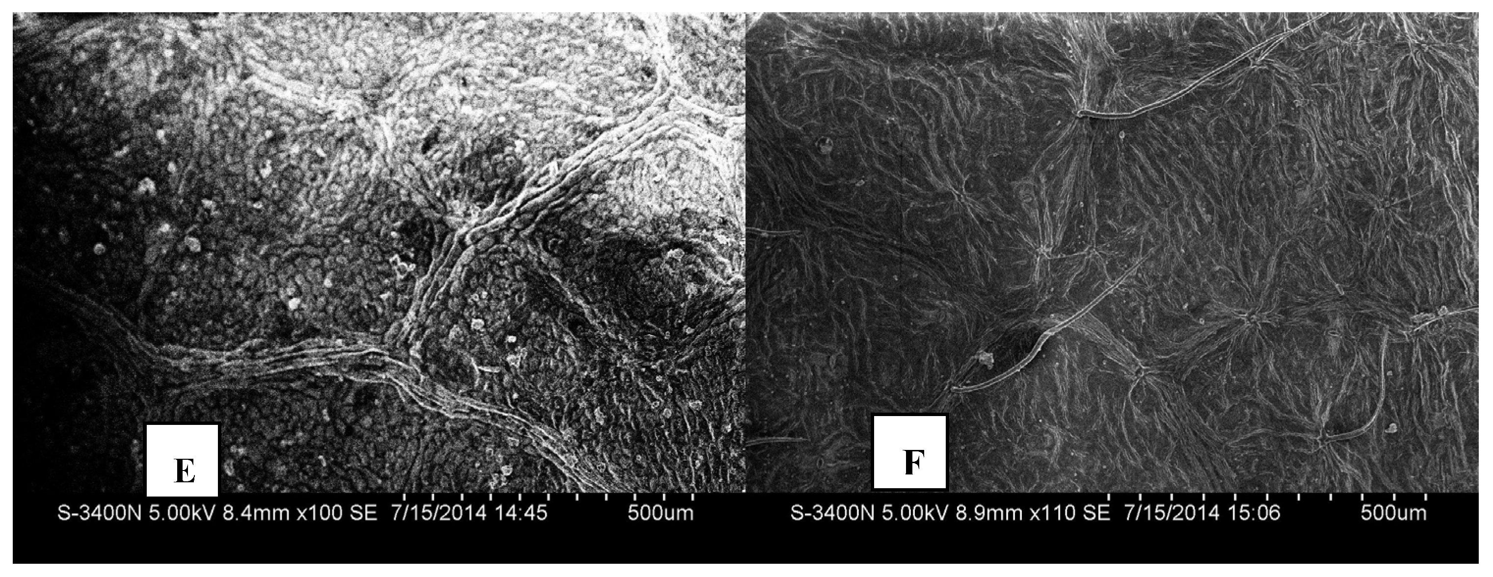 Forests 08 00092 g005b