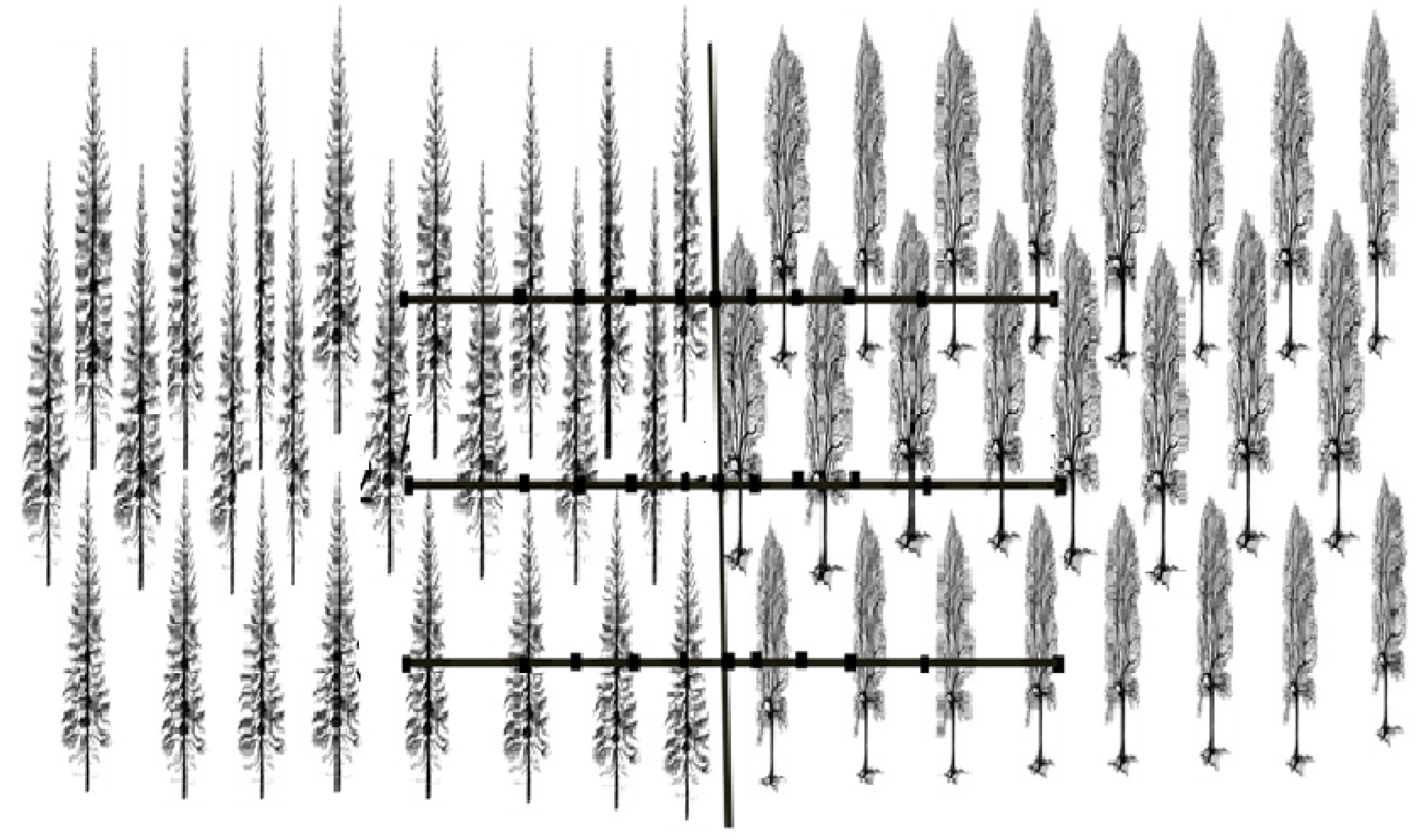 Forests 08 00095 g001