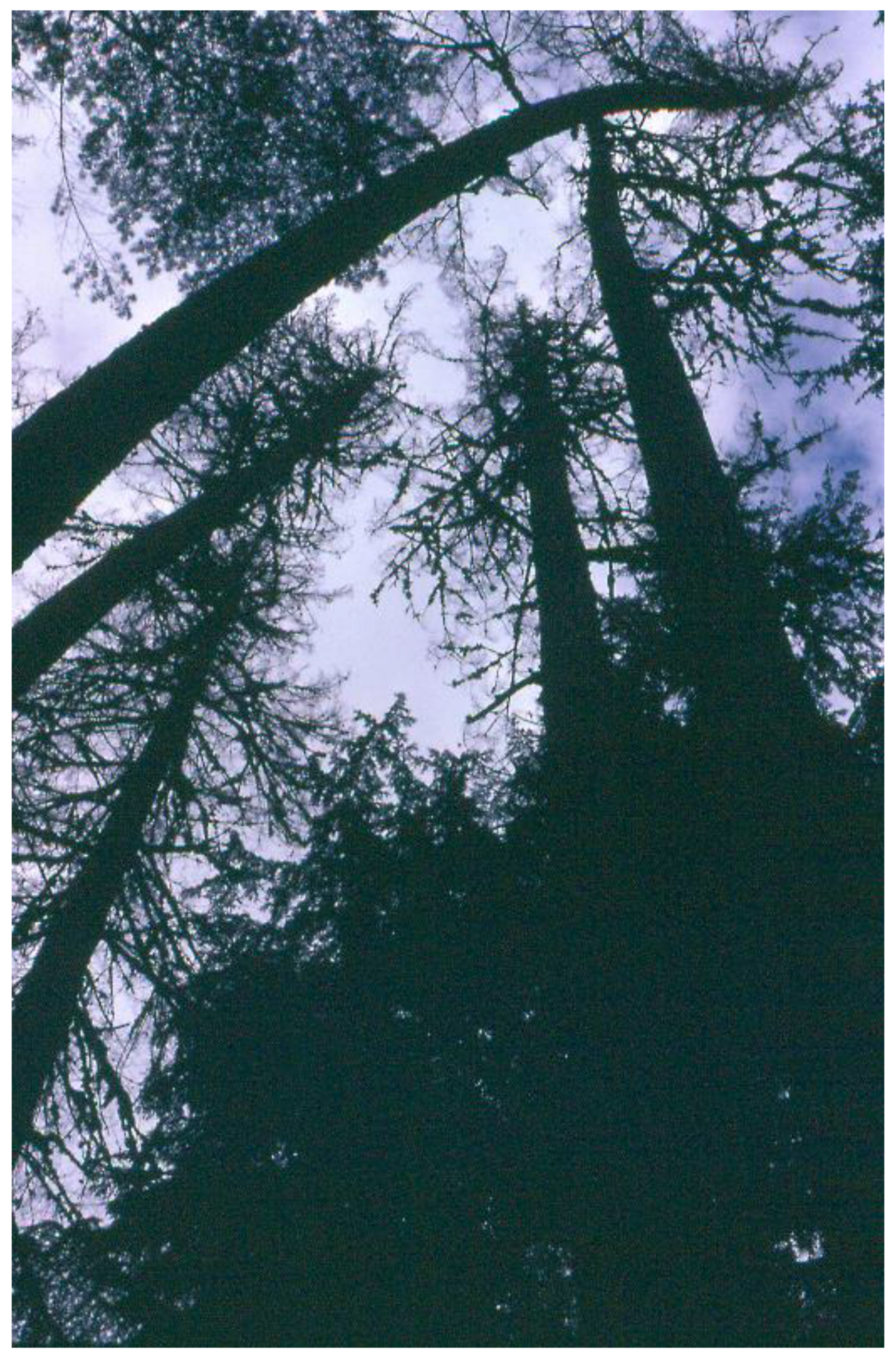 Forests 08 00097 g003