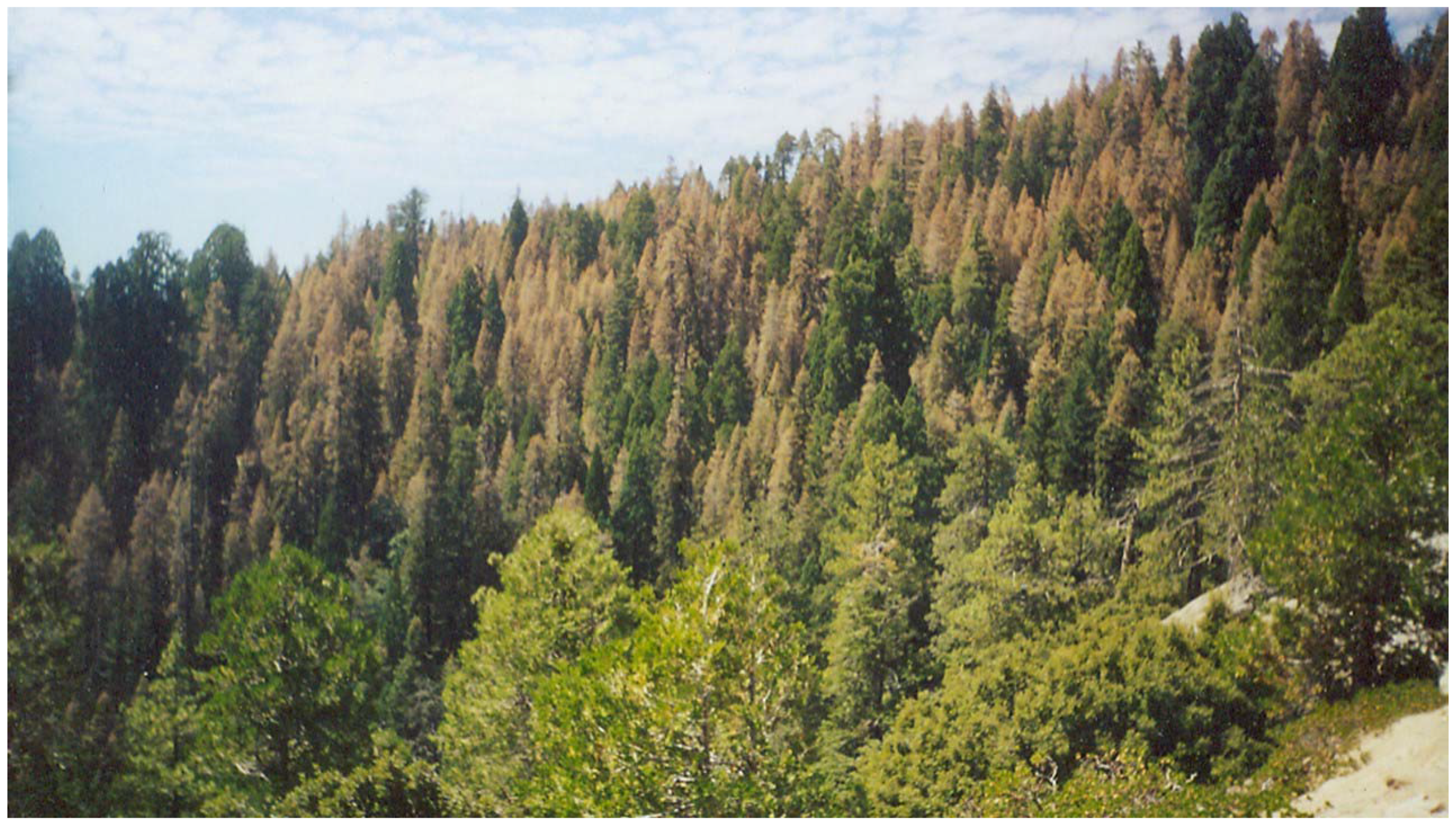 Forests 08 00097 g005