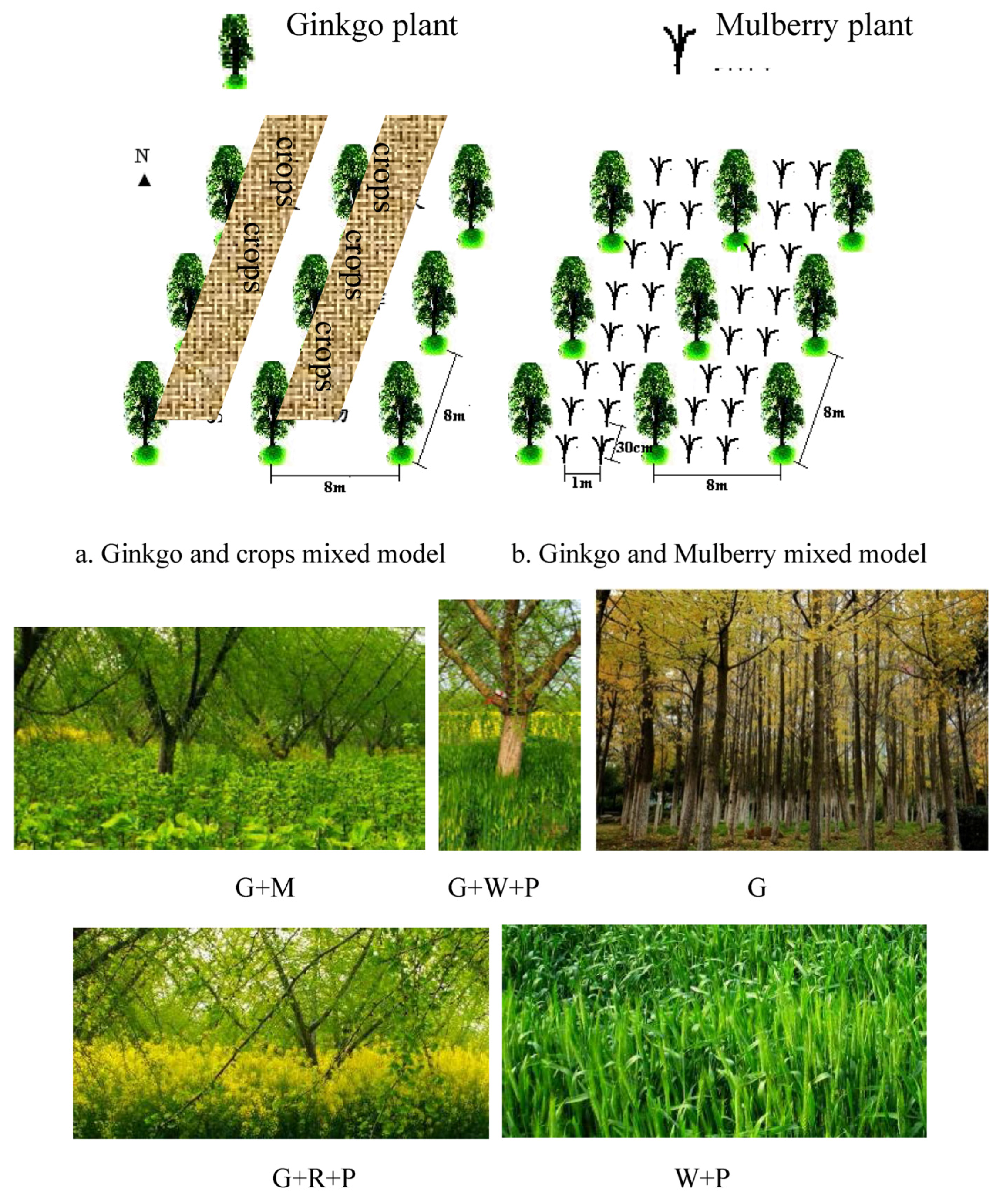 Forests 08 00102 g001