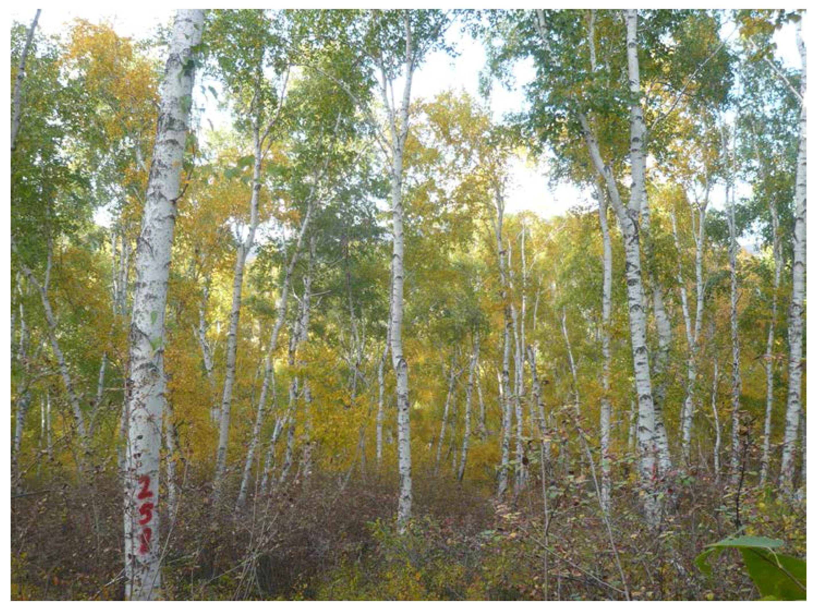 Forests 08 00105 g010