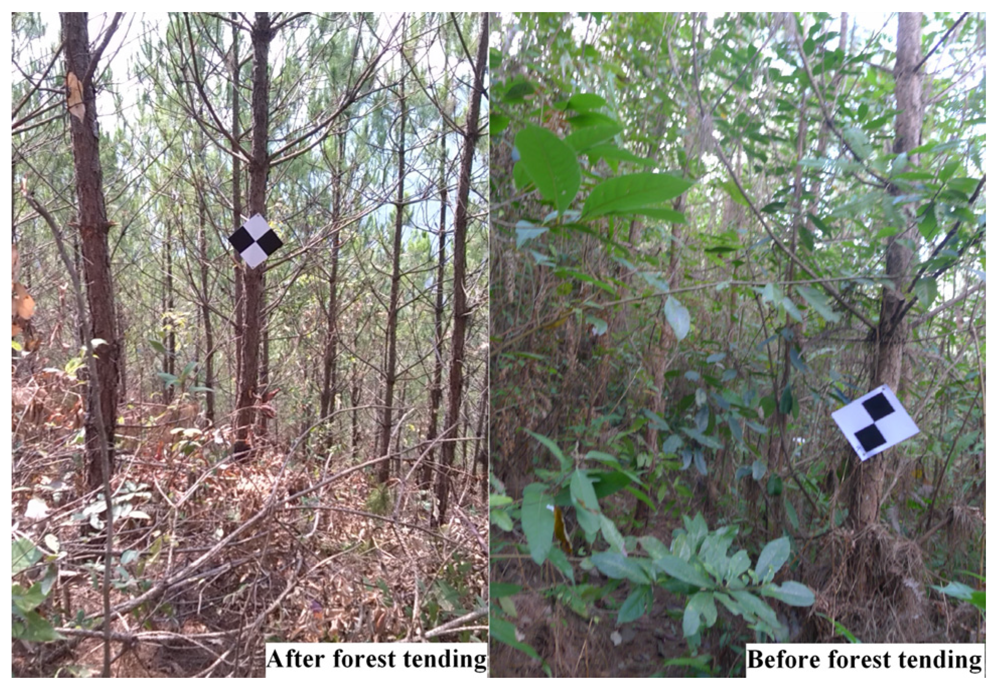 Forests 08 00111 g002