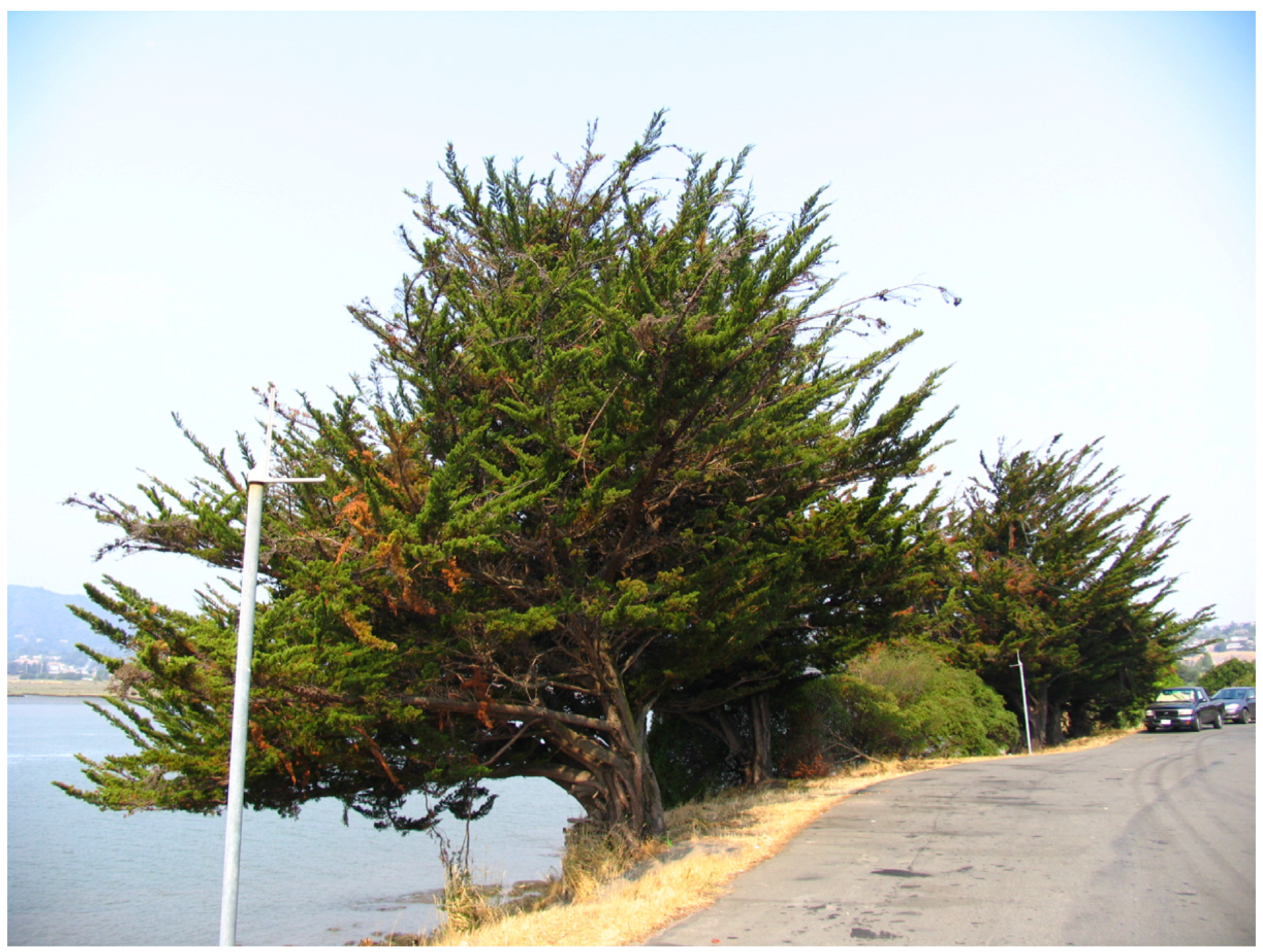 Forests 08 00121 g002