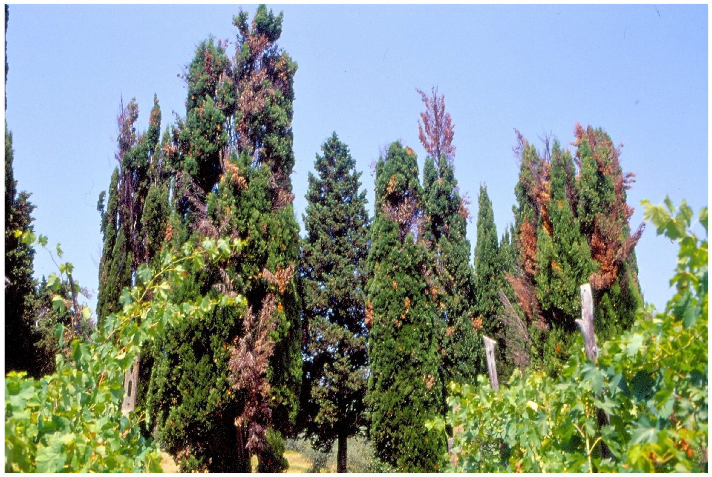 Forests 08 00121 g007