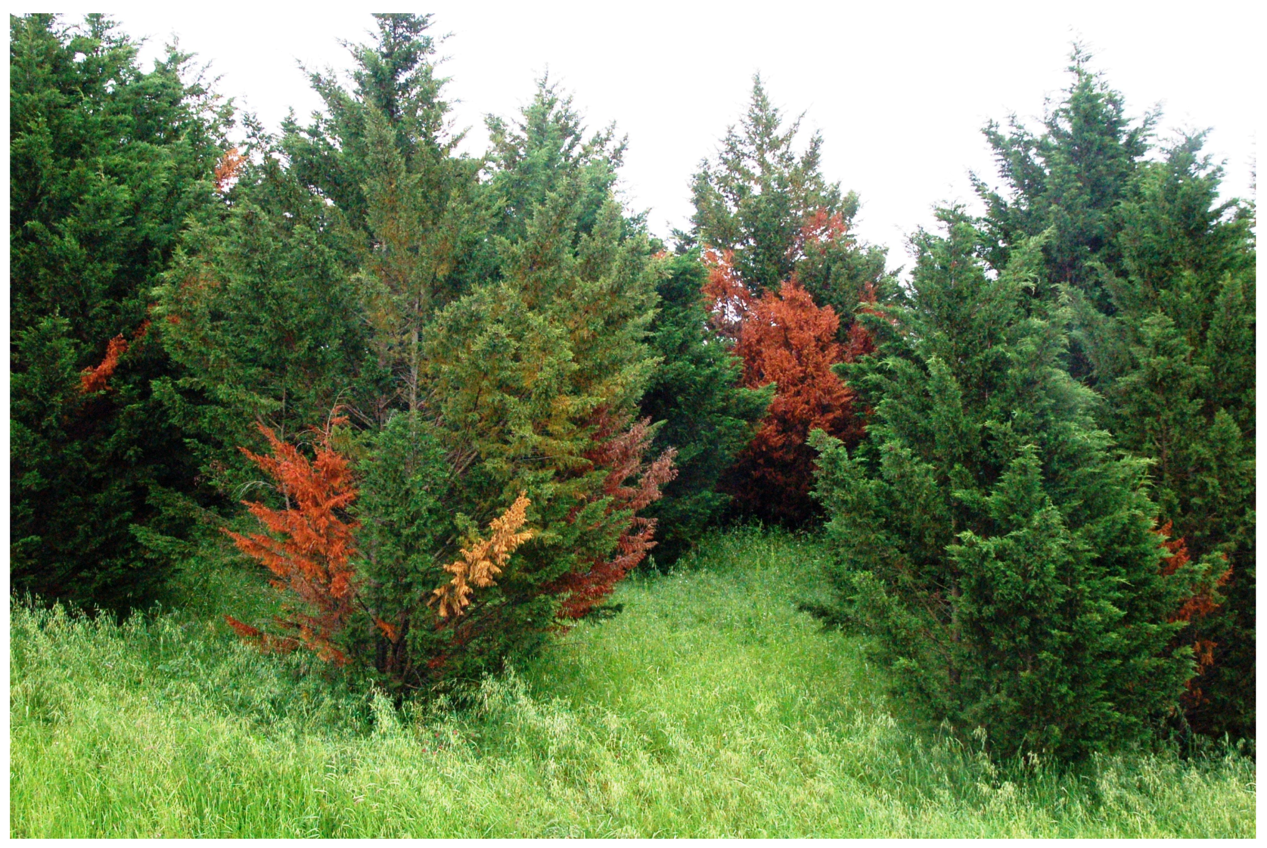 Forests 08 00121 g010