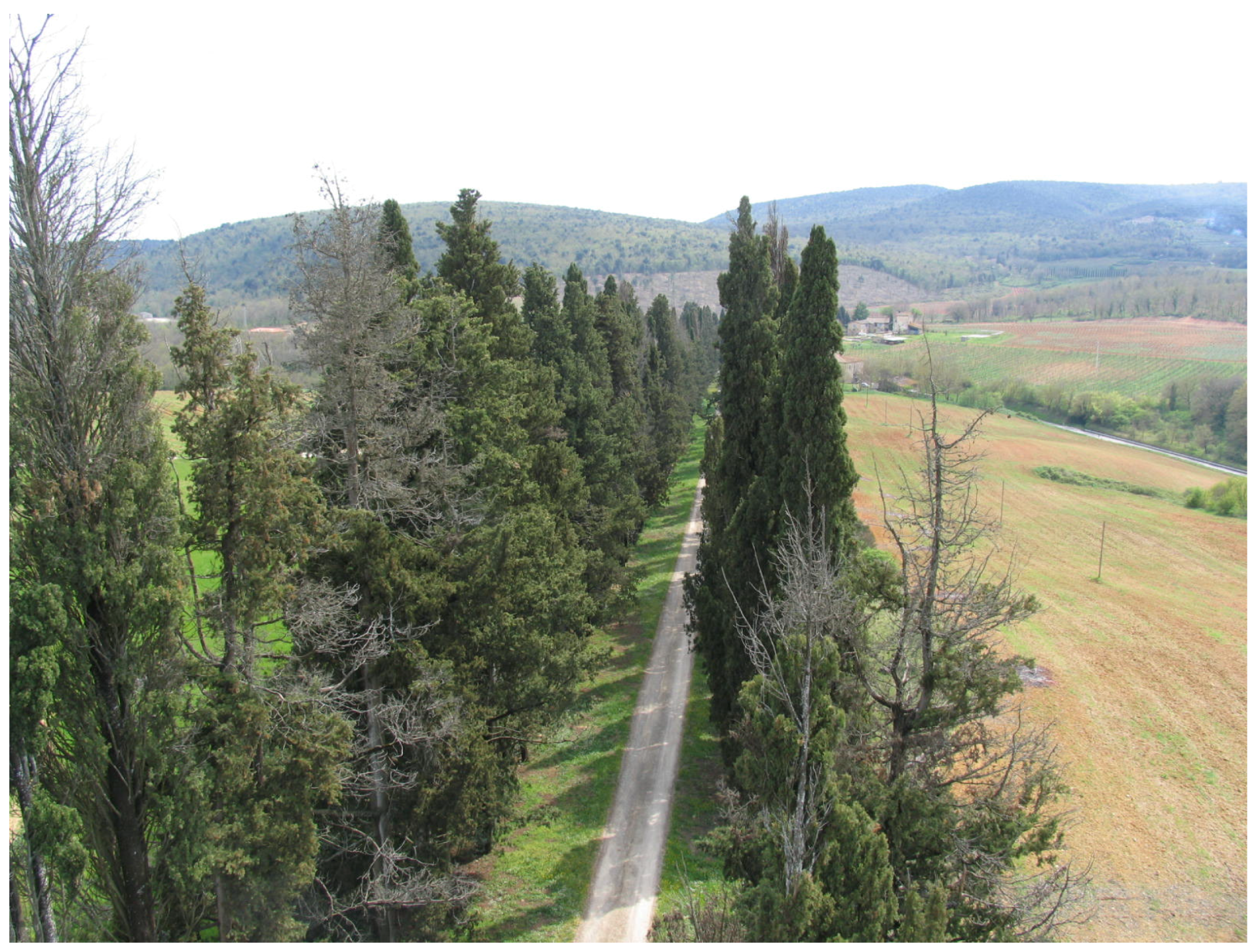 Forests 08 00121 g011