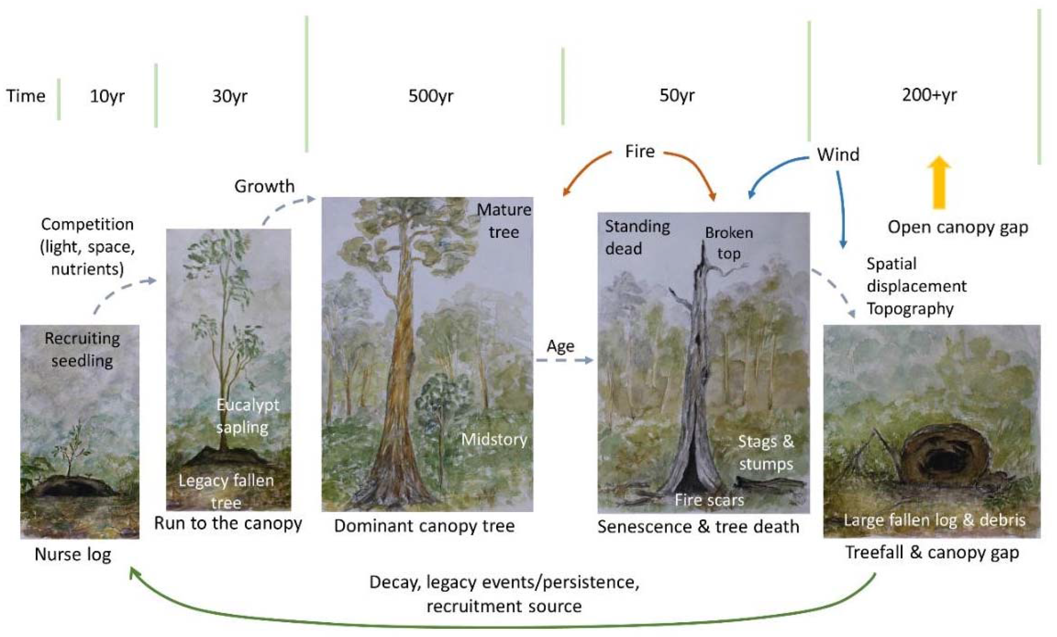 Forests 08 00123 g002