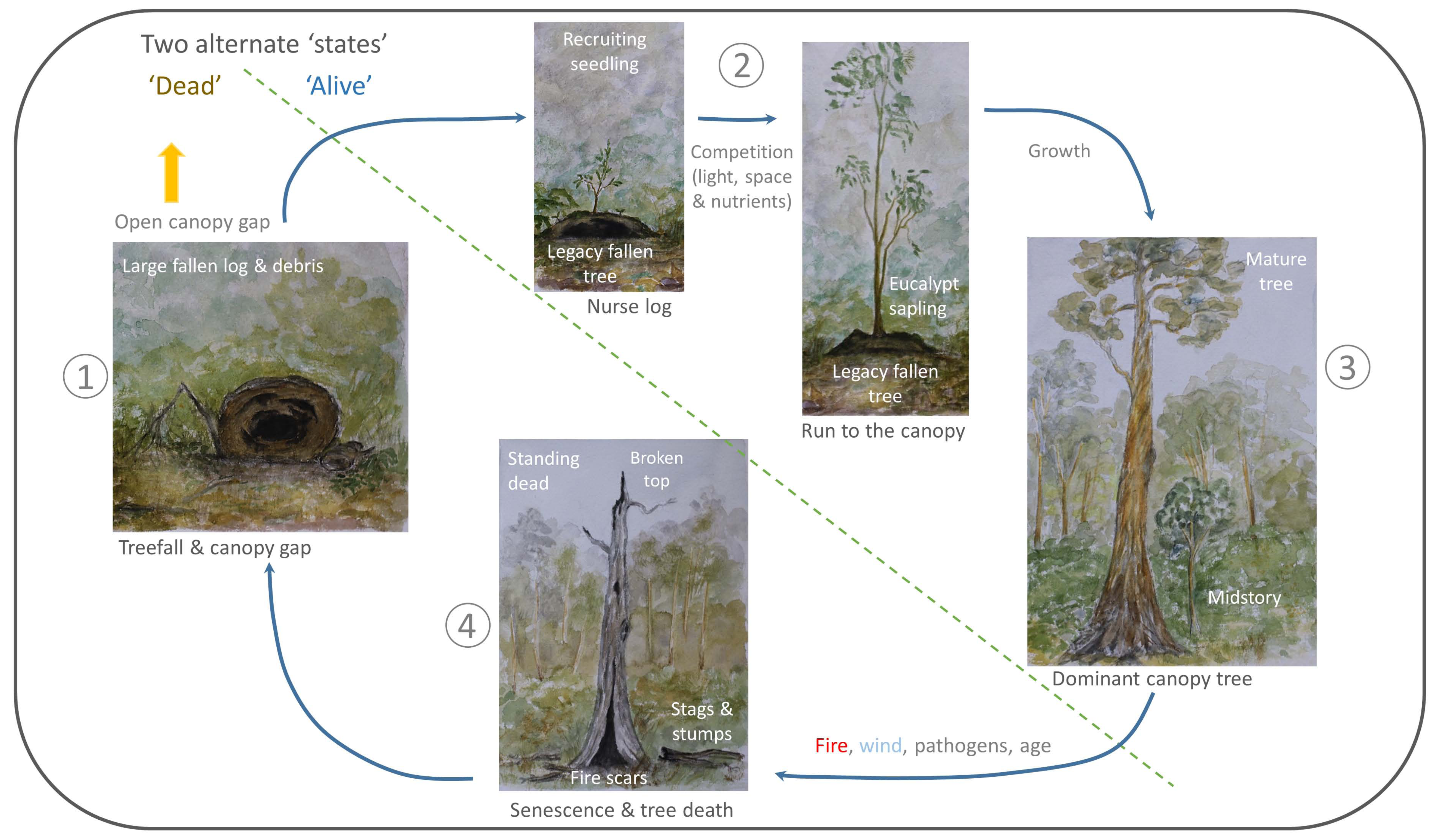 Forests 08 00123 g003