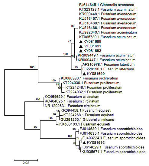 Forests 08 00127 g003 550