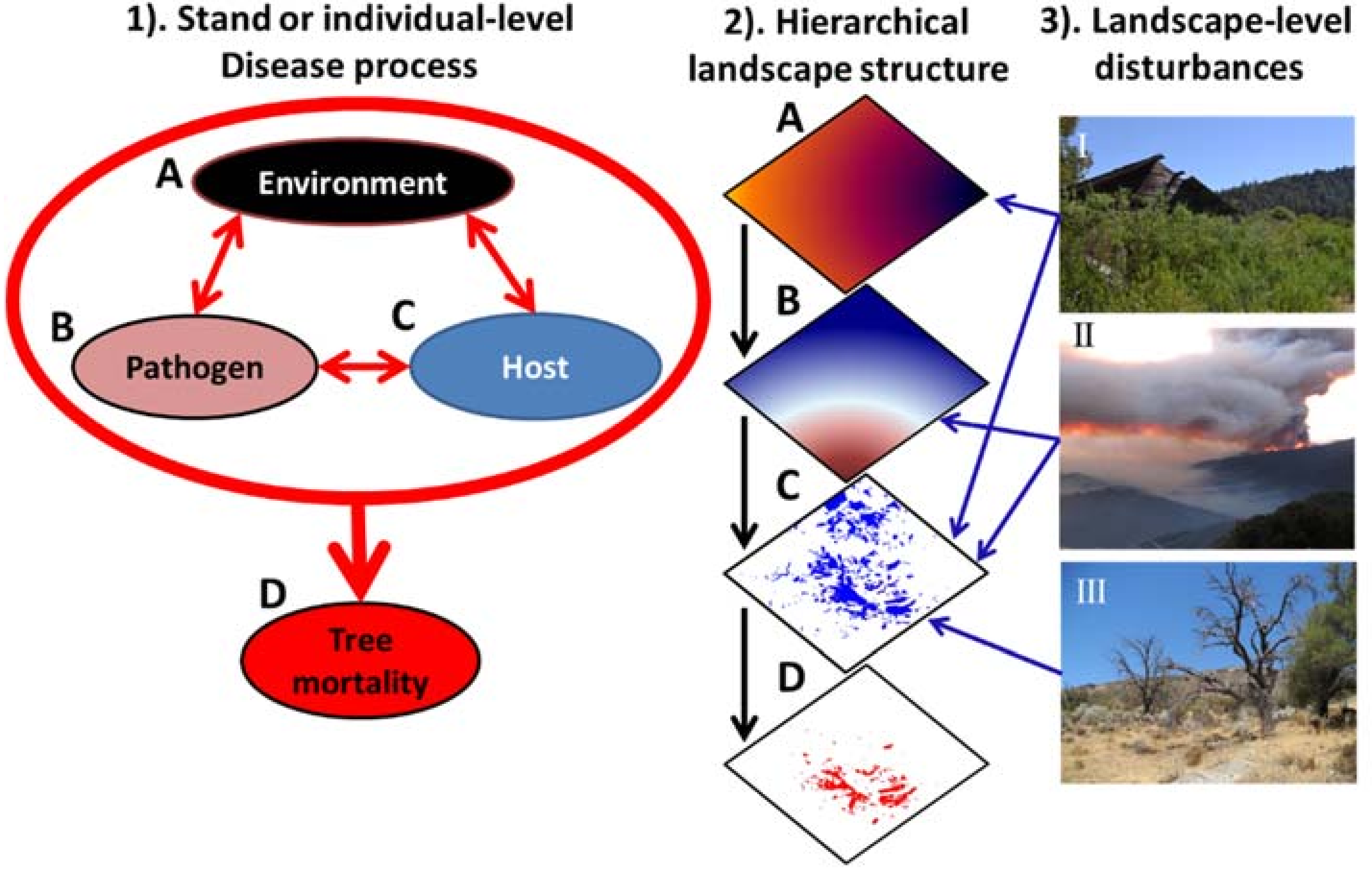 Forests 08 00147 g001