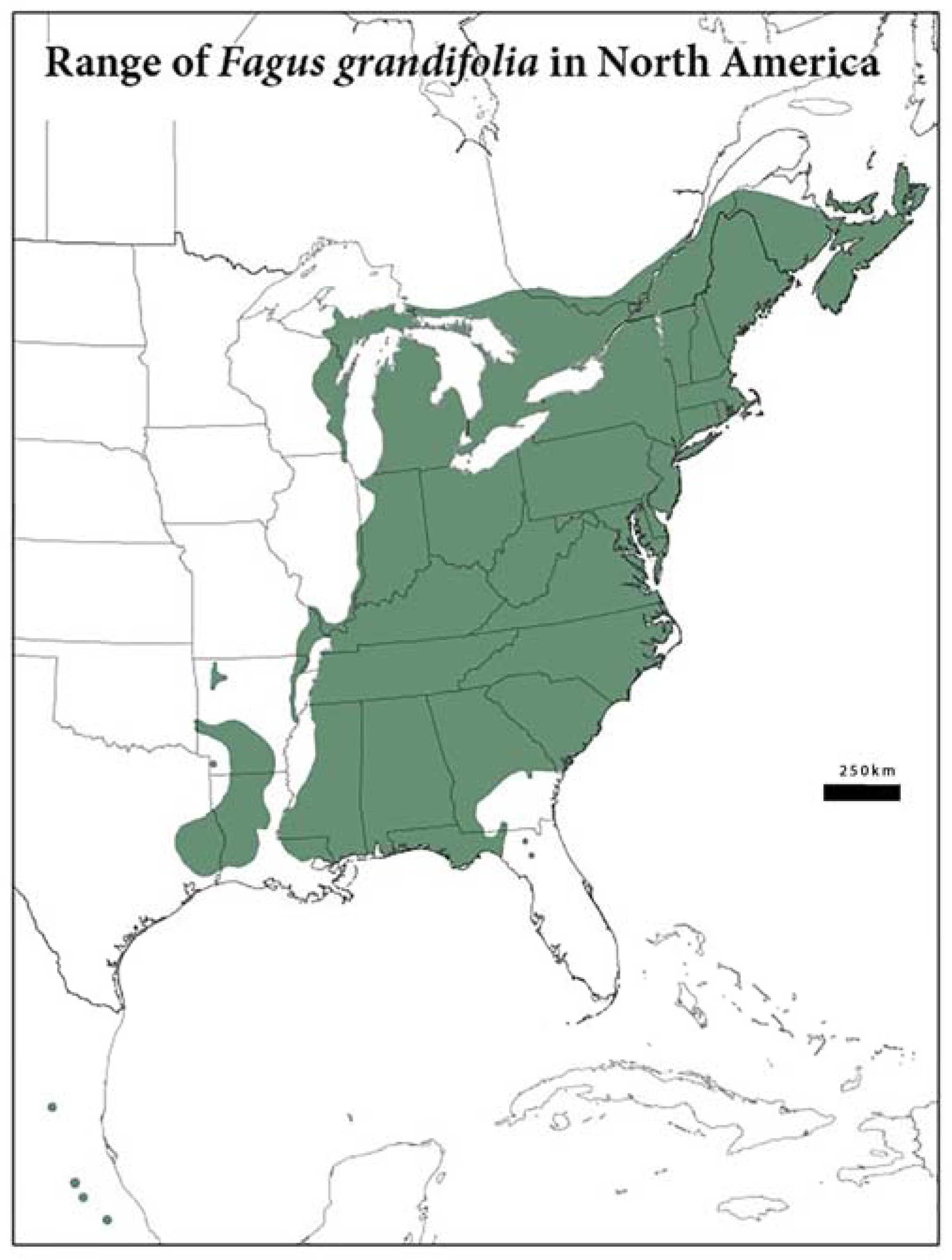 Forests 08 00155 g001
