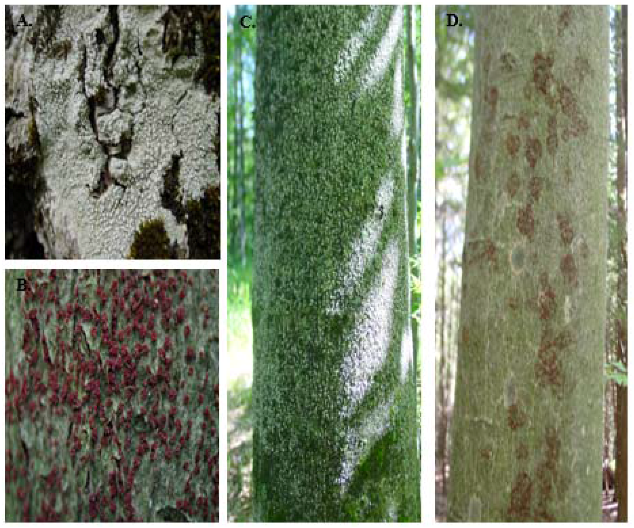 Forests 08 00155 g002
