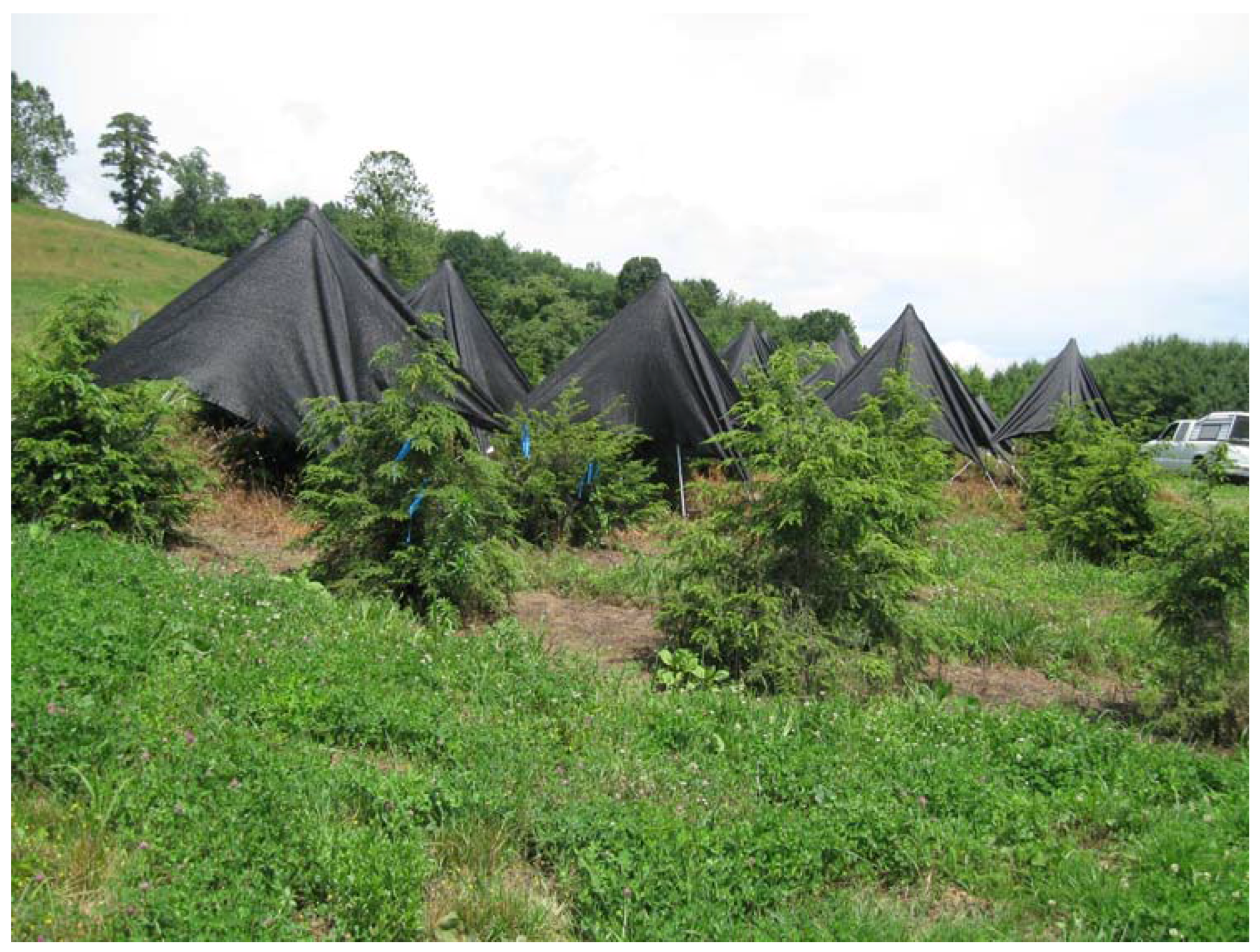 Forests 08 00156 g001