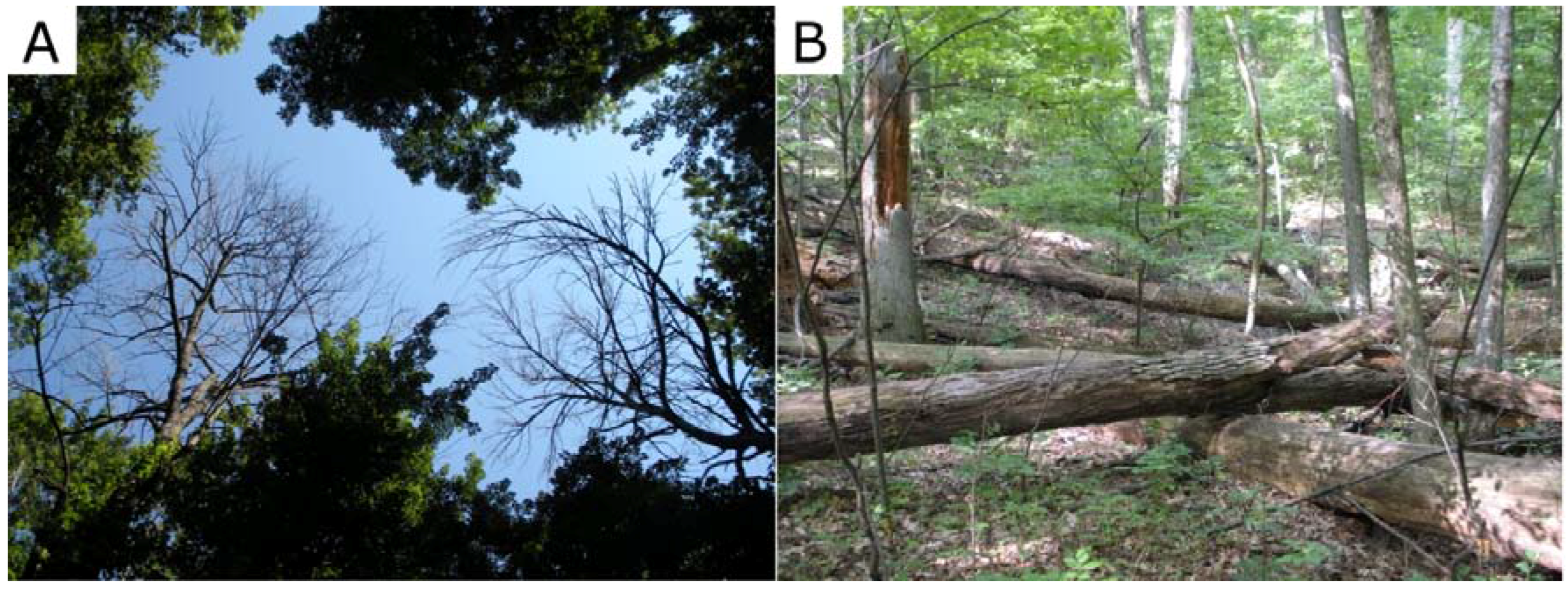 Forests 08 00174 g001