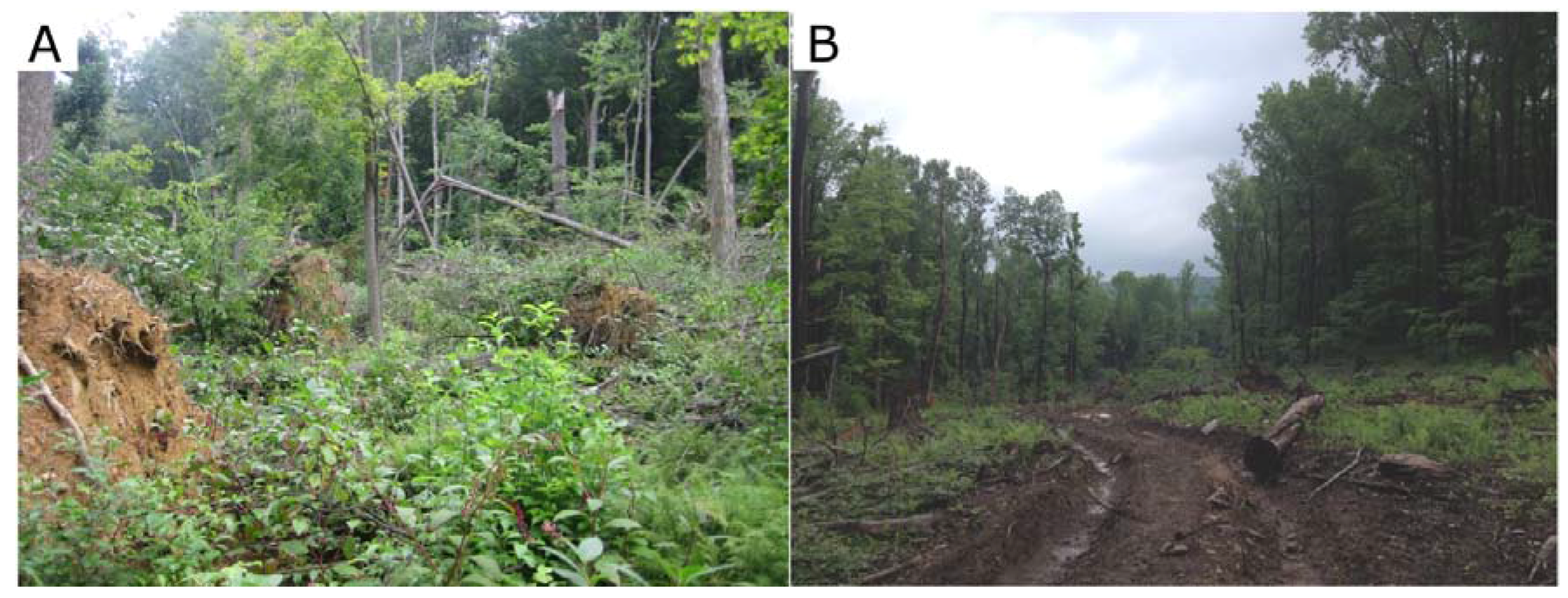 Forests 08 00174 g002