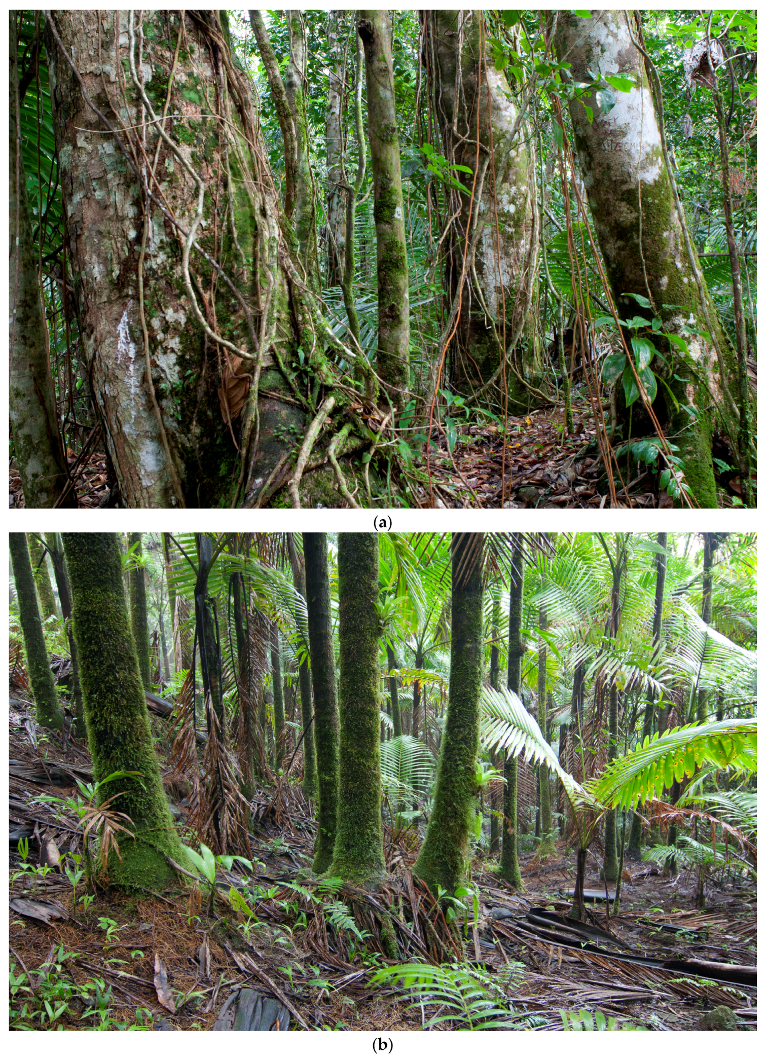Forests 08 00204 g002 Forests 08 00204 g002