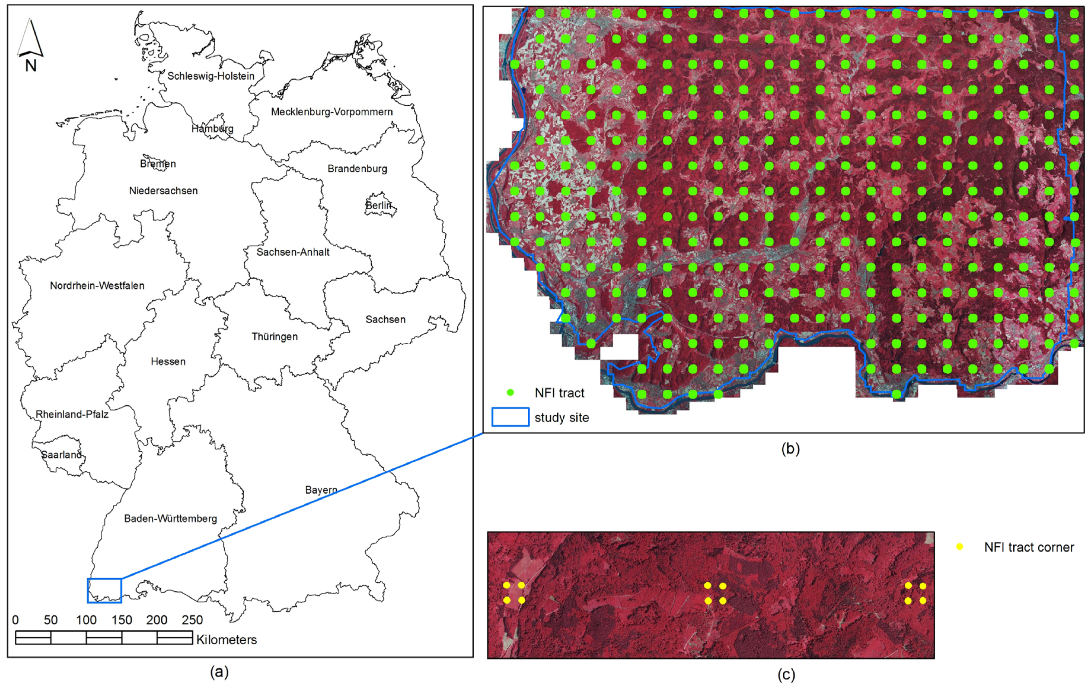 Forests 08 00239 g001