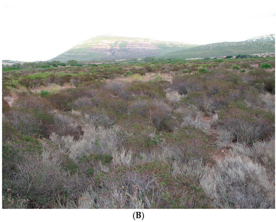 Forests 08 00241 g009b 550