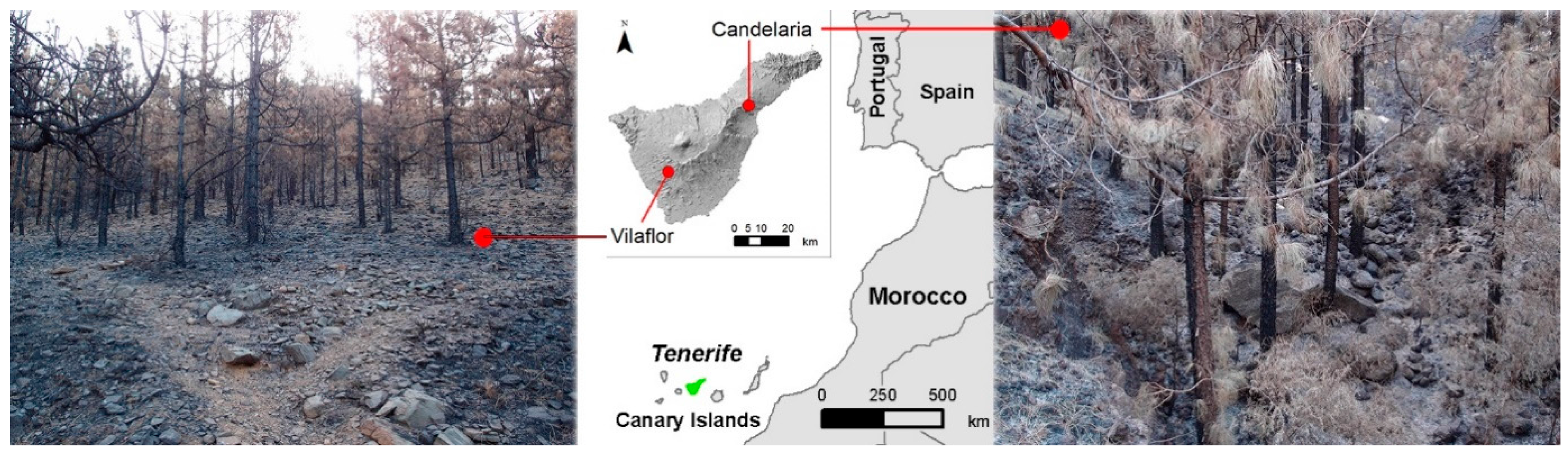 Forests 08 00247 g001