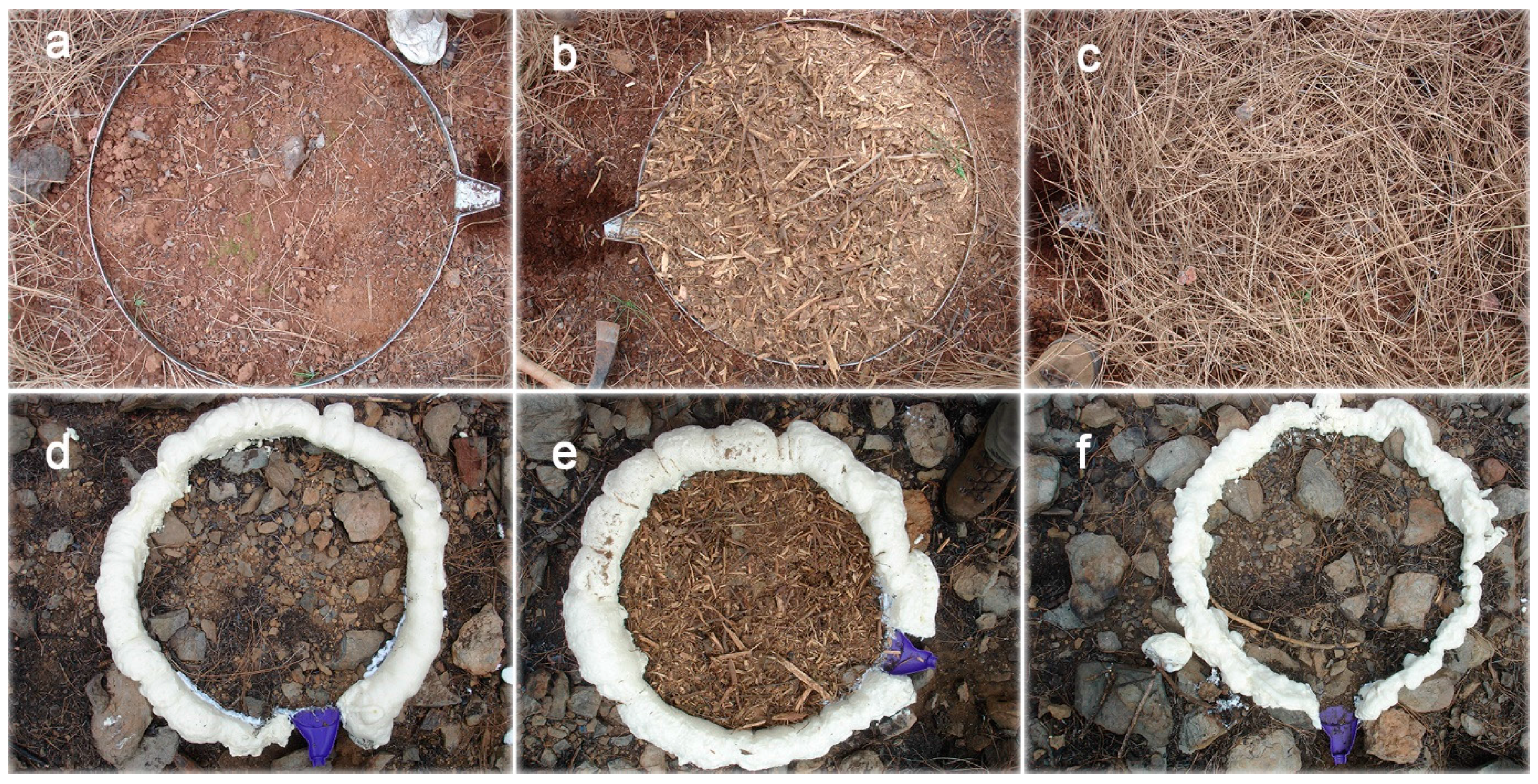 Forests 08 00247 g002