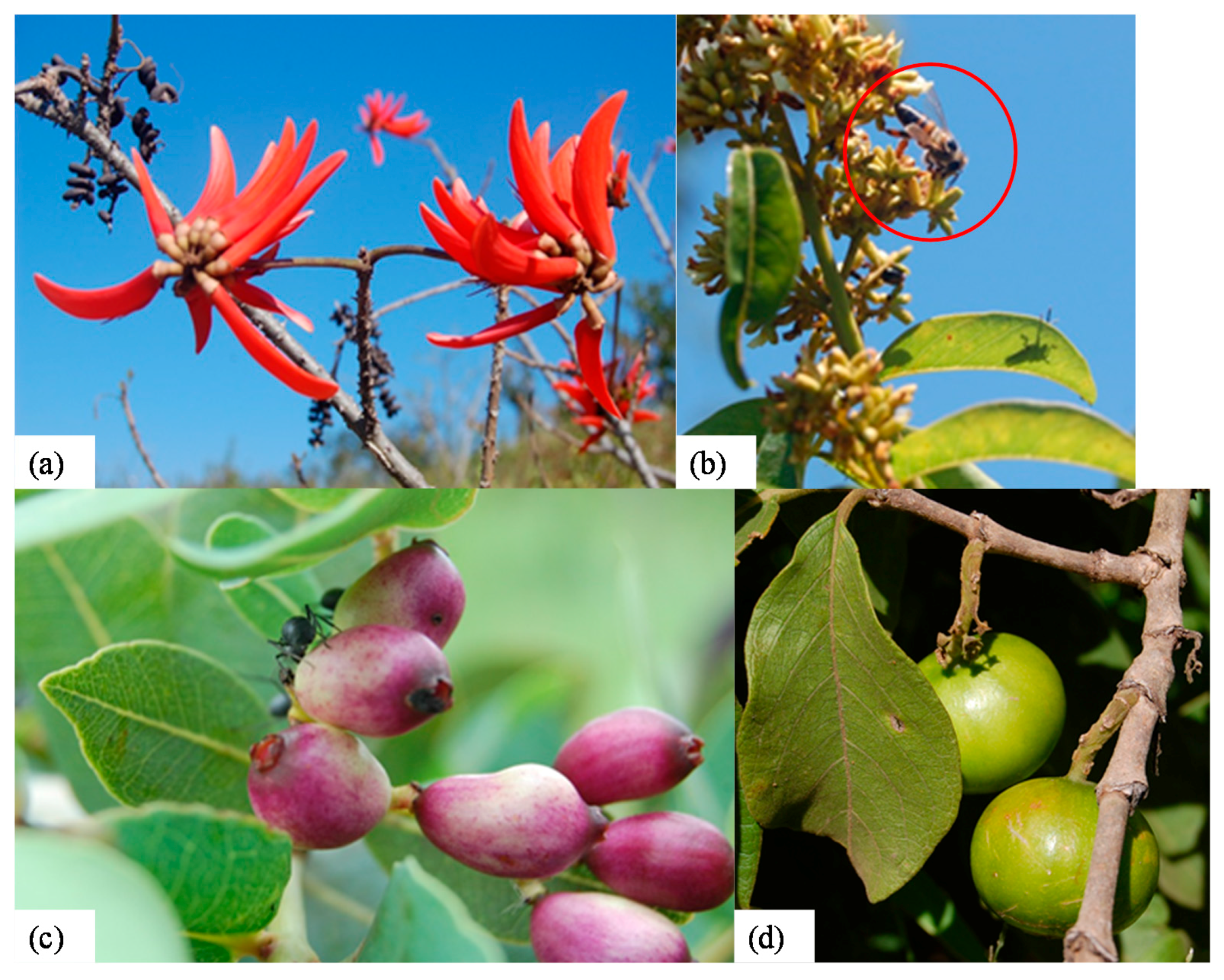 Forests 08 00255 g004