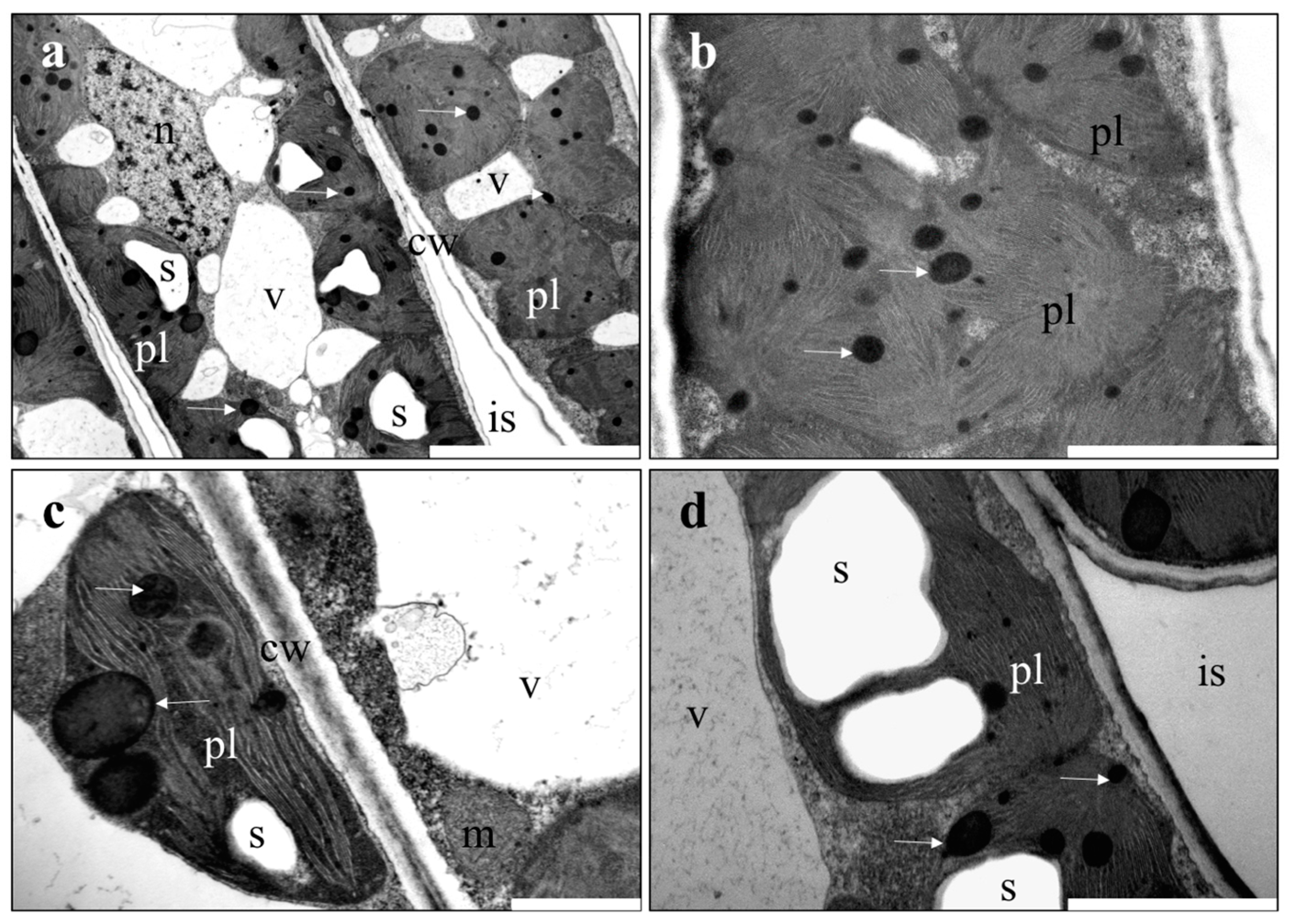 Forests 08 00310 g002