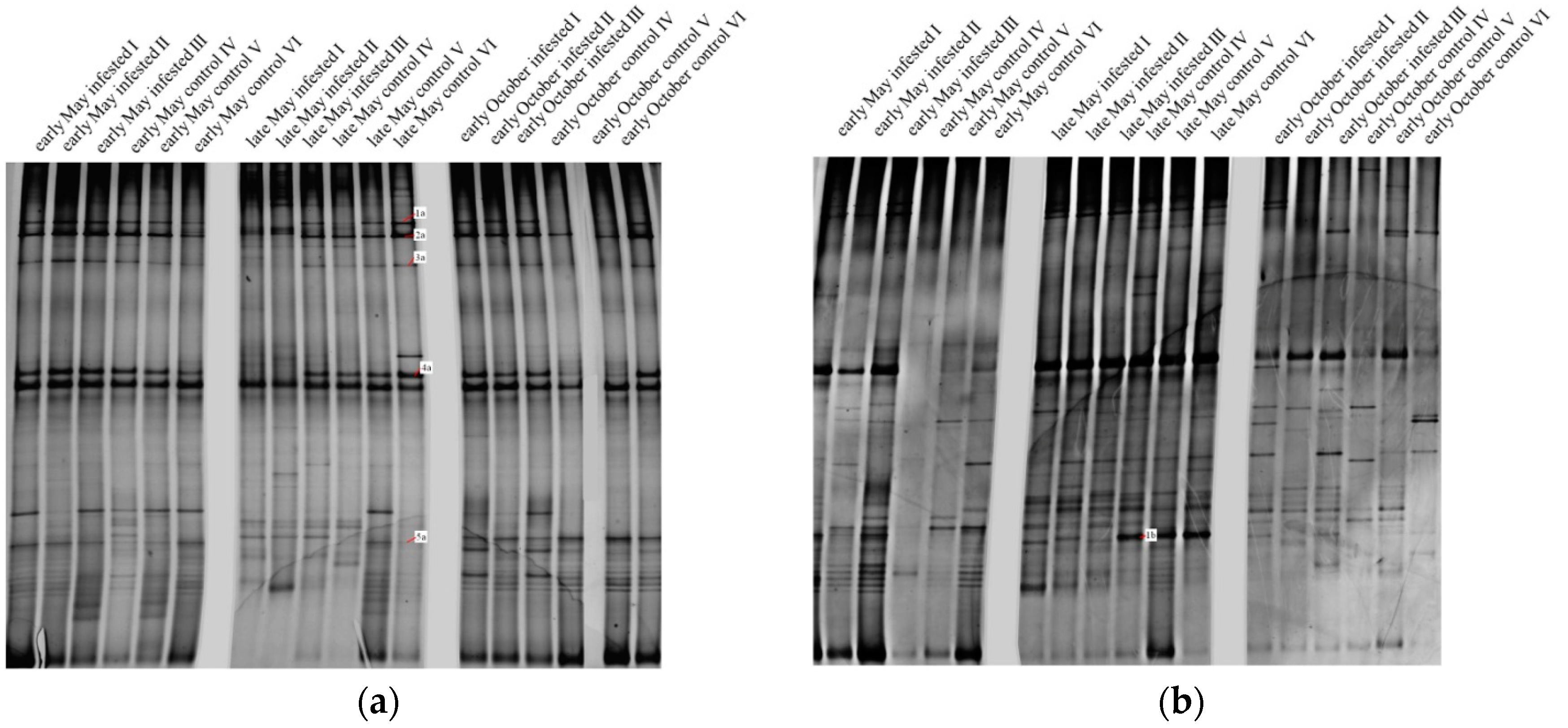 Forests 08 00316 g004